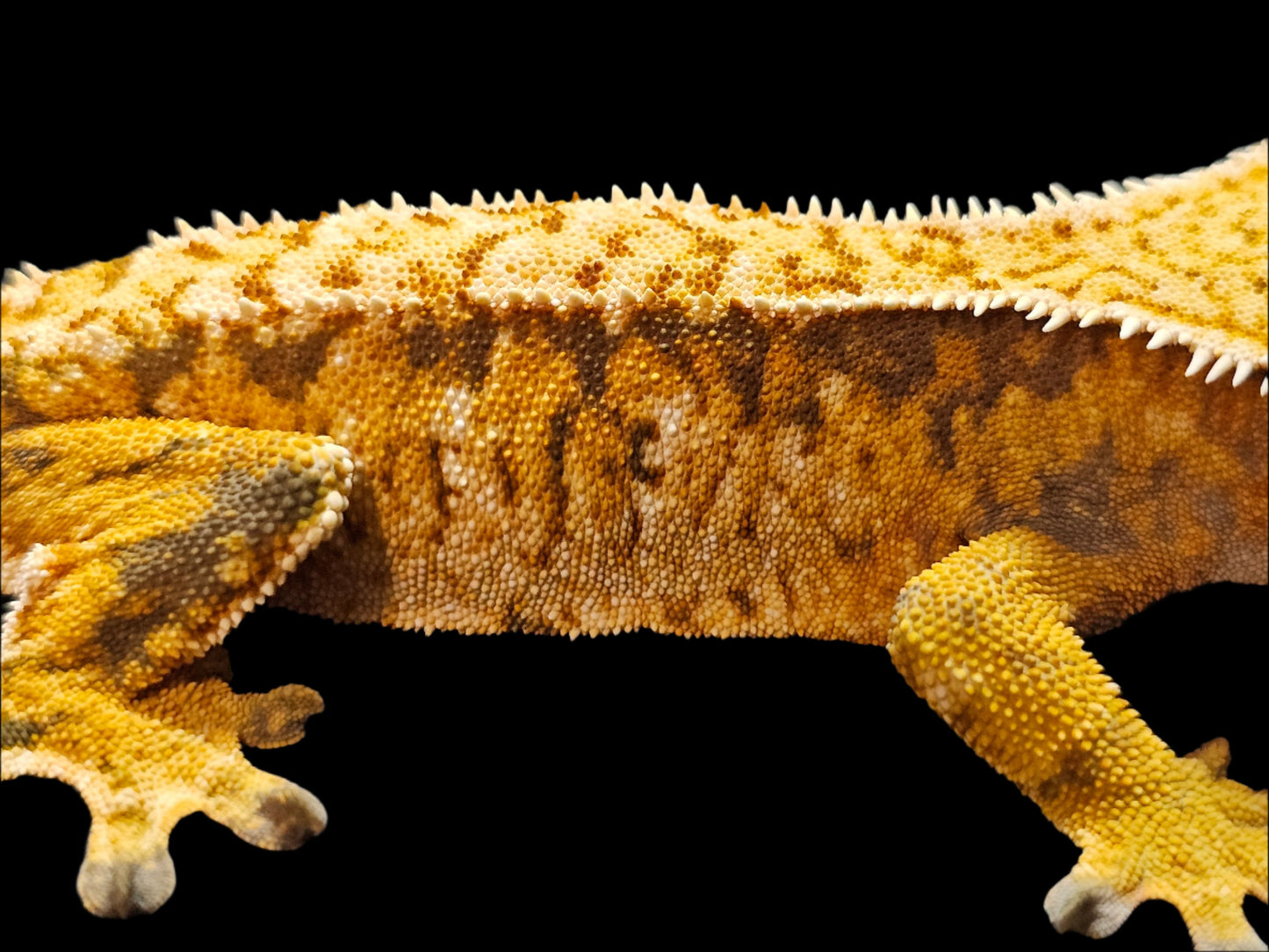 Extreme Harlequin Crested Gecko Female