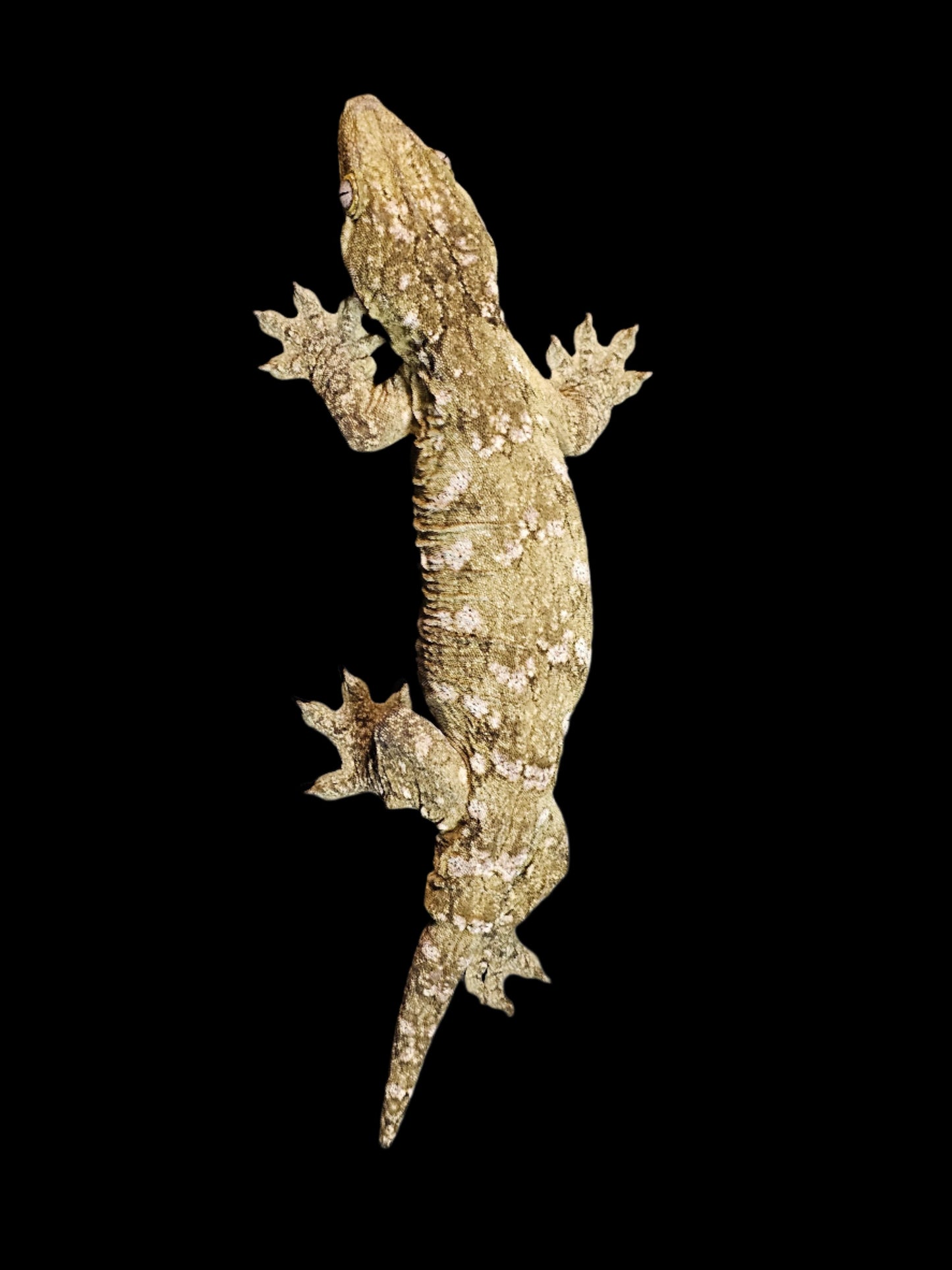 Pure Pine Island Leachianus Gecko Sub-Adult