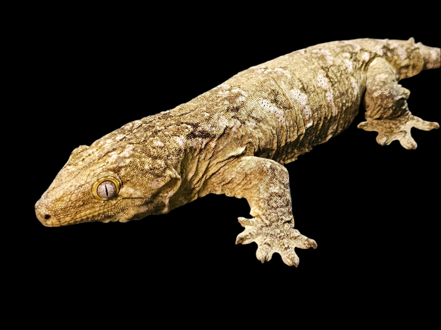 Pure Pine Island Leachianus Gecko Sub-Adult