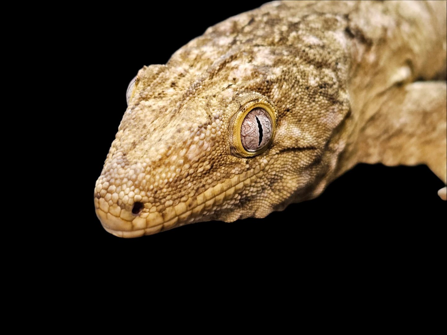 Pure Pine Island Leachianus Gecko Sub-Adult