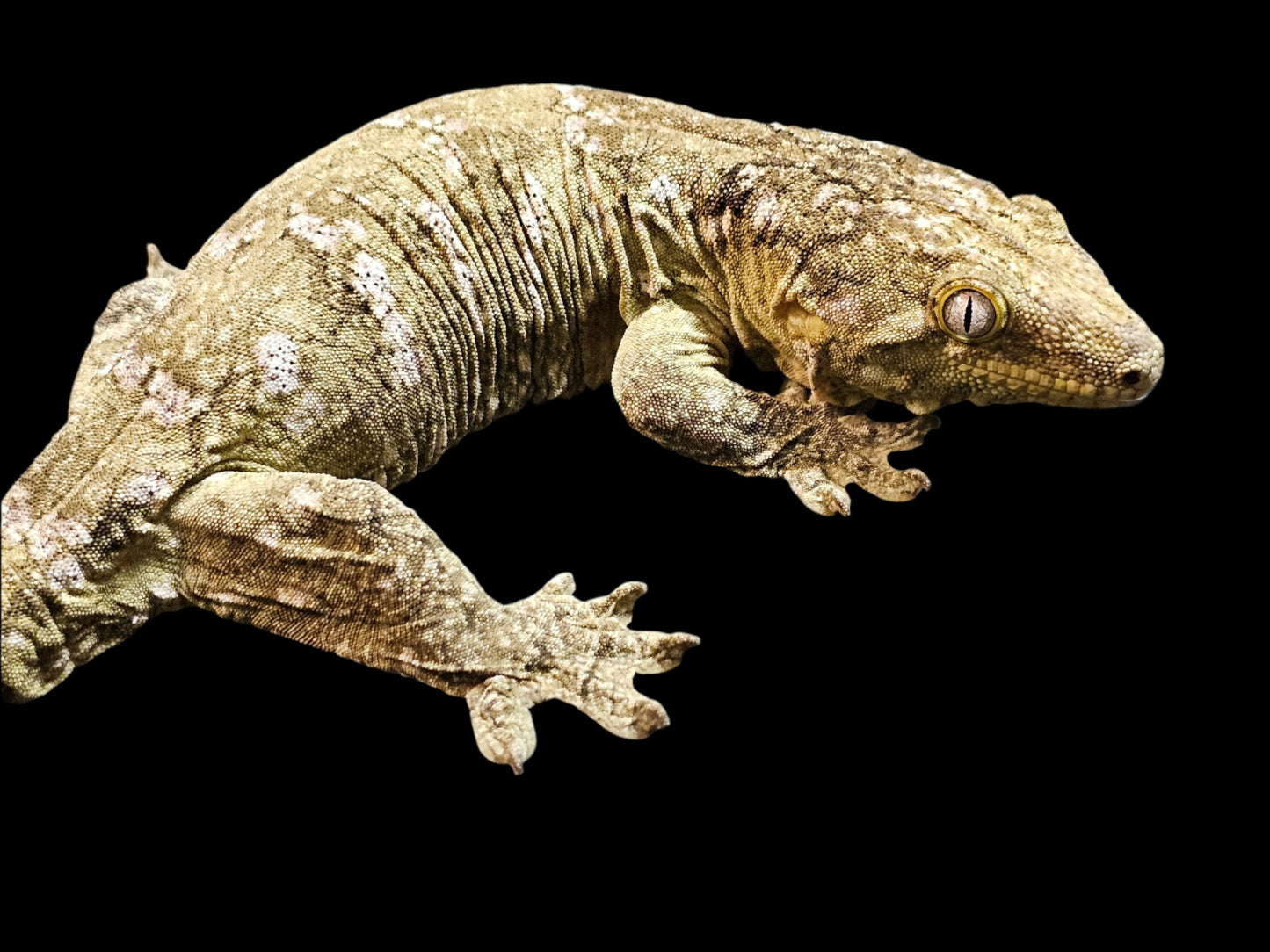 Pure Pine Island Leachianus Gecko Sub-Adult