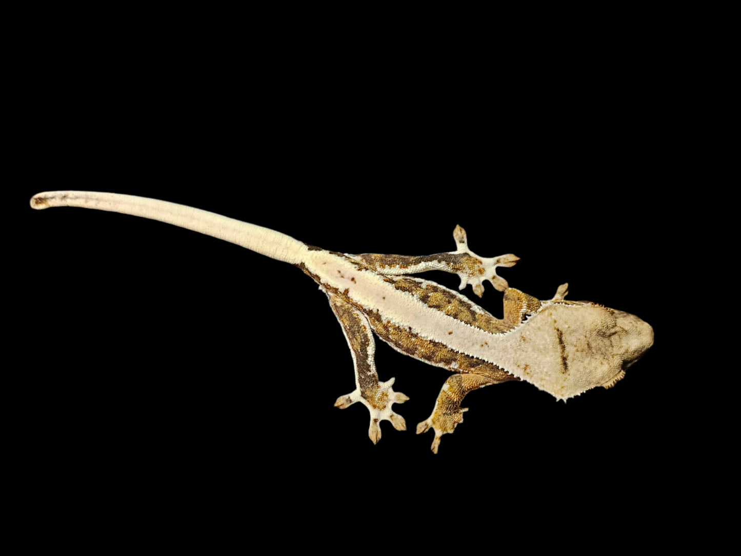Lilly 66% Het Axanthic Crested Gecko