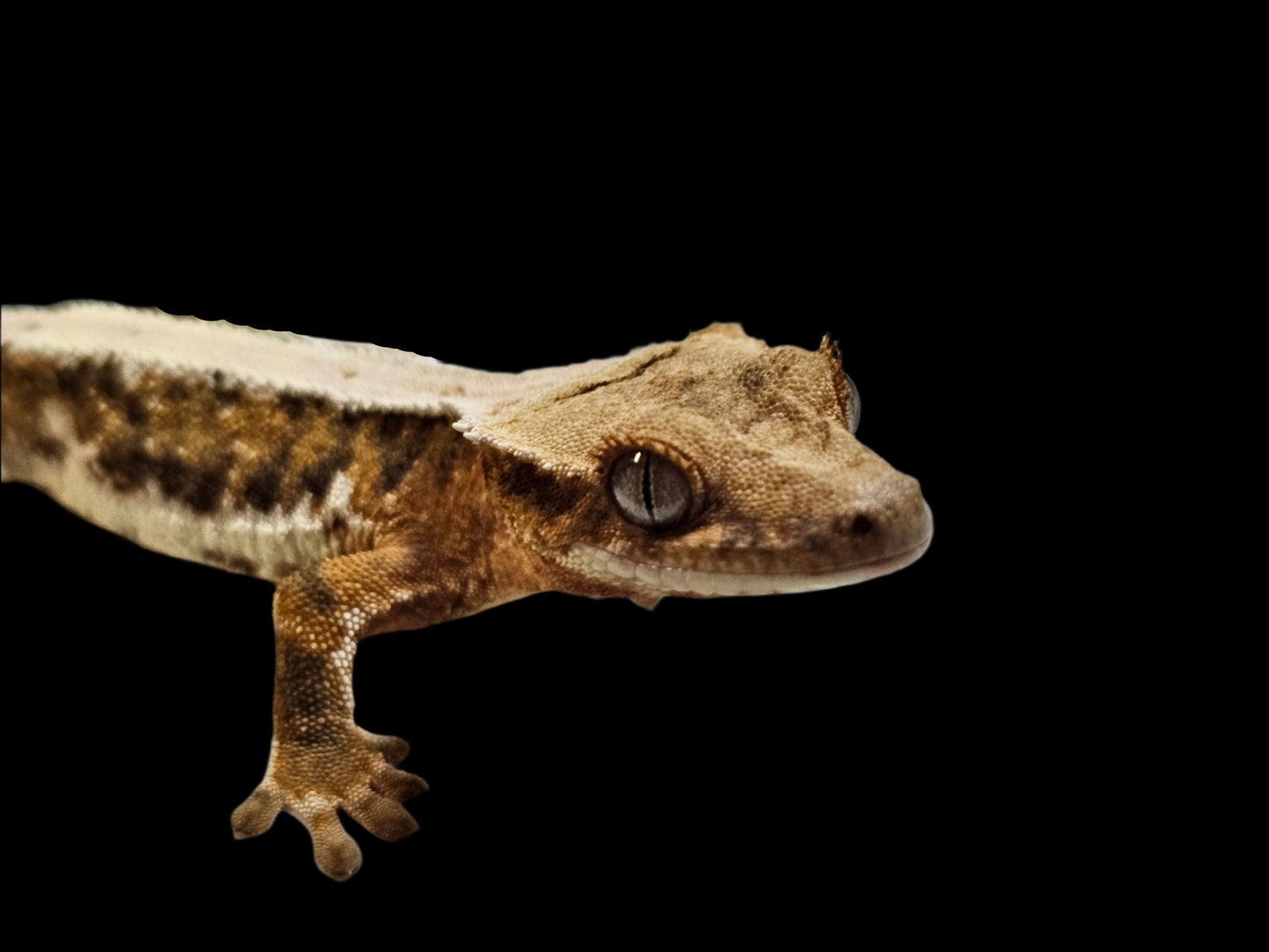 Lilly 66% Het Axanthic Crested Gecko