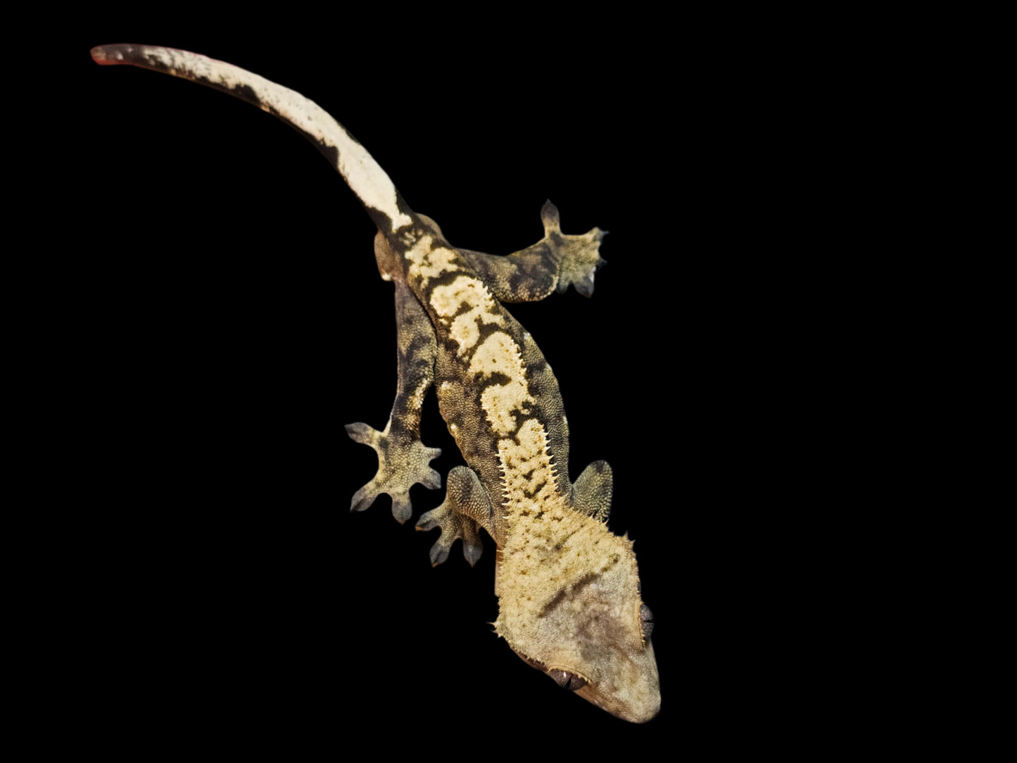 Adult Male 66% Het Axanthic Crested Gecko