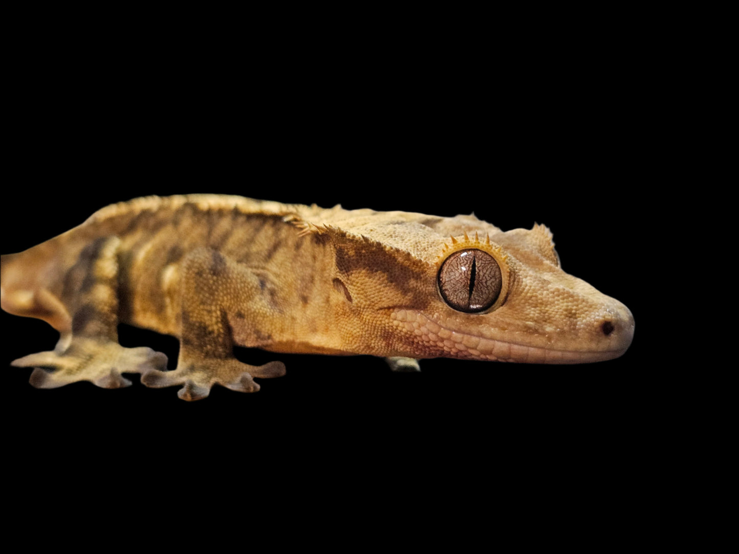 Adult Male 66% Het Axanthic Crested Gecko
