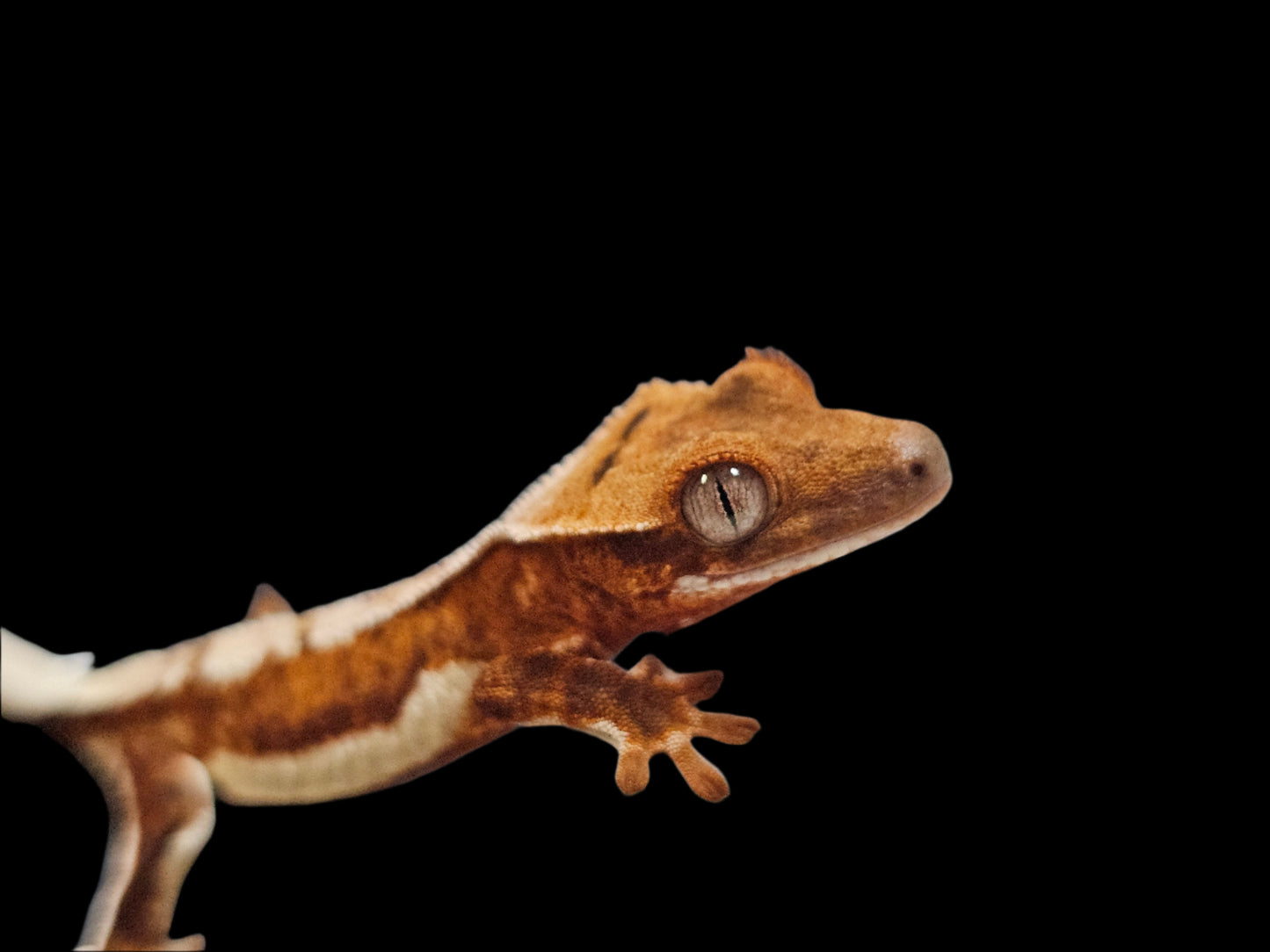 Lilly White 66% Het Axanthic Crested Gecko