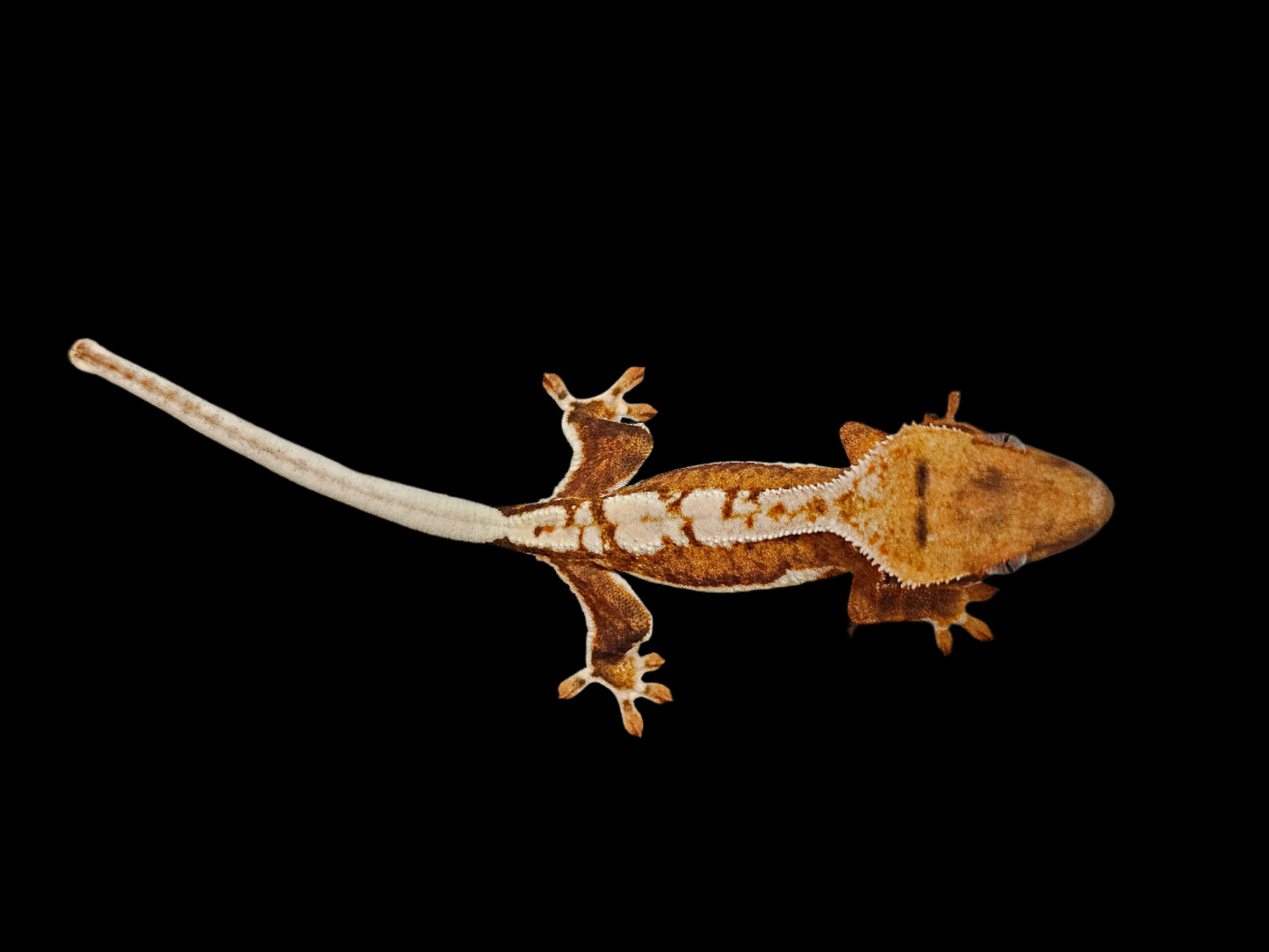 Lilly White 66% Het Axanthic Crested Gecko