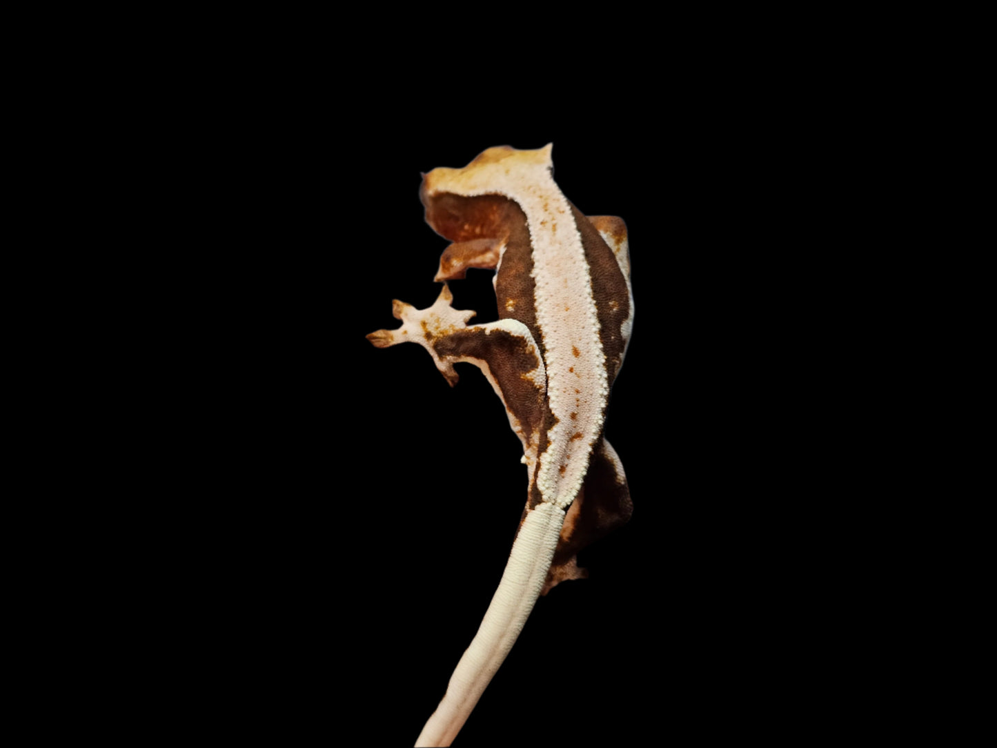 Lilly White 66% Het Axanthic Crested Gecko