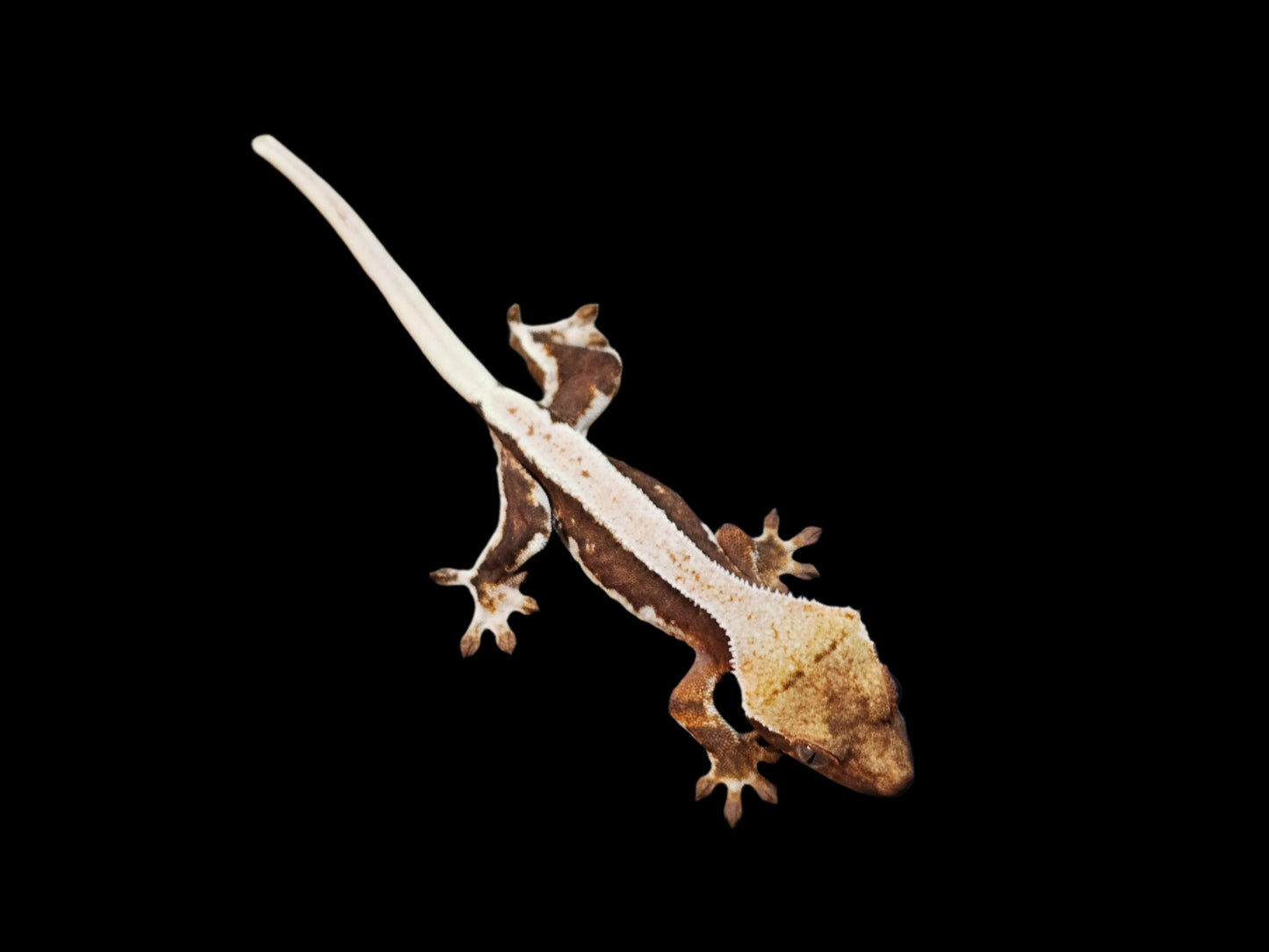 Lilly White 66% Het Axanthic Crested Gecko