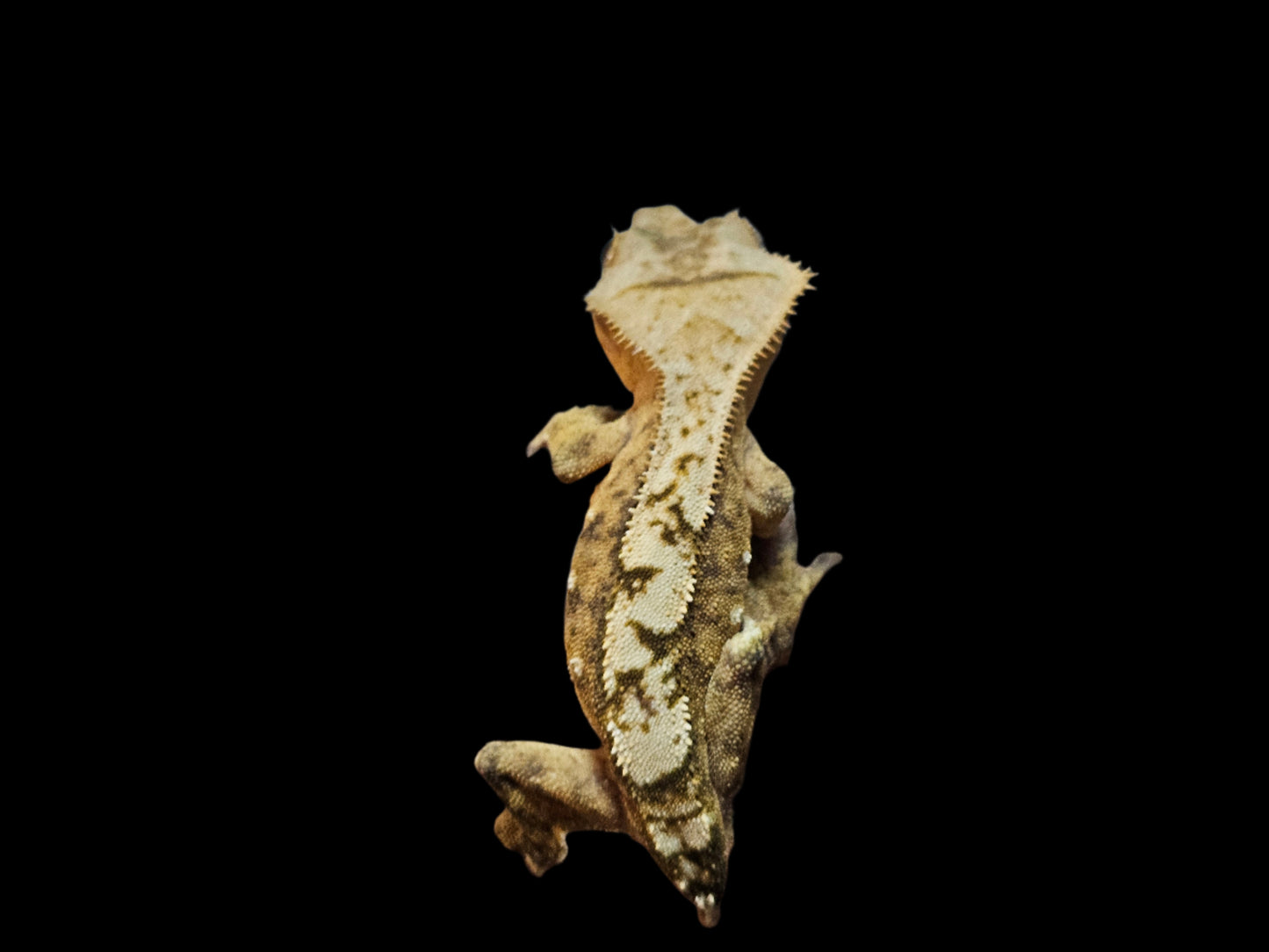 66% Het Axanthic Crested Gecko