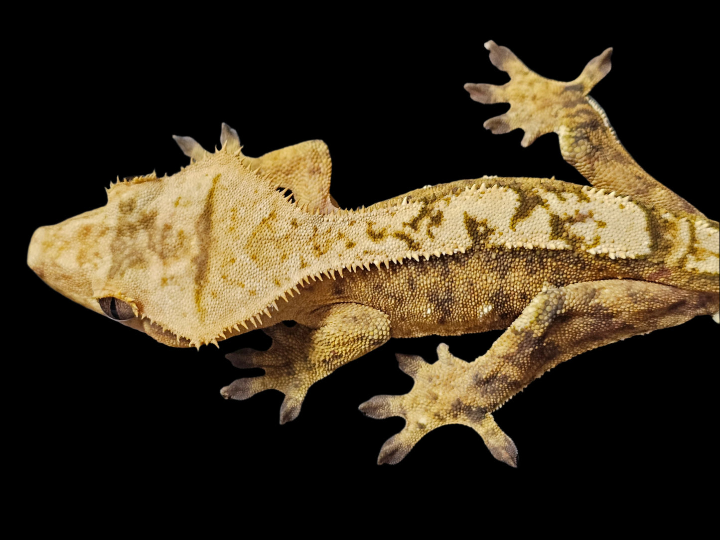 66% Het Axanthic Crested Gecko