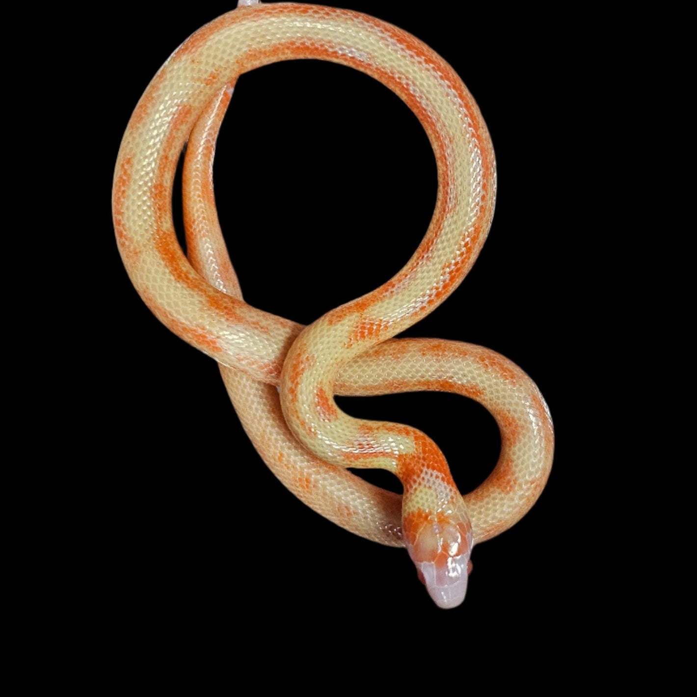 VP Albino Splotch Nelson's Milk Snake baby Male for sale