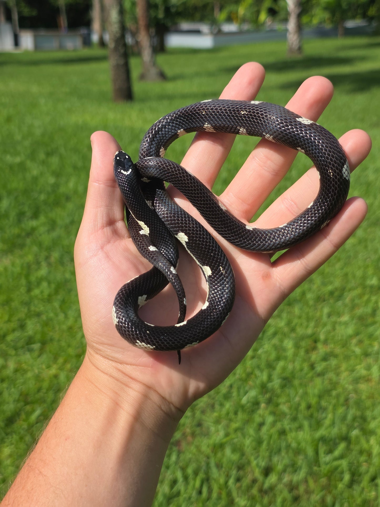 Smiley Face Mosaic California Kingsnake Male