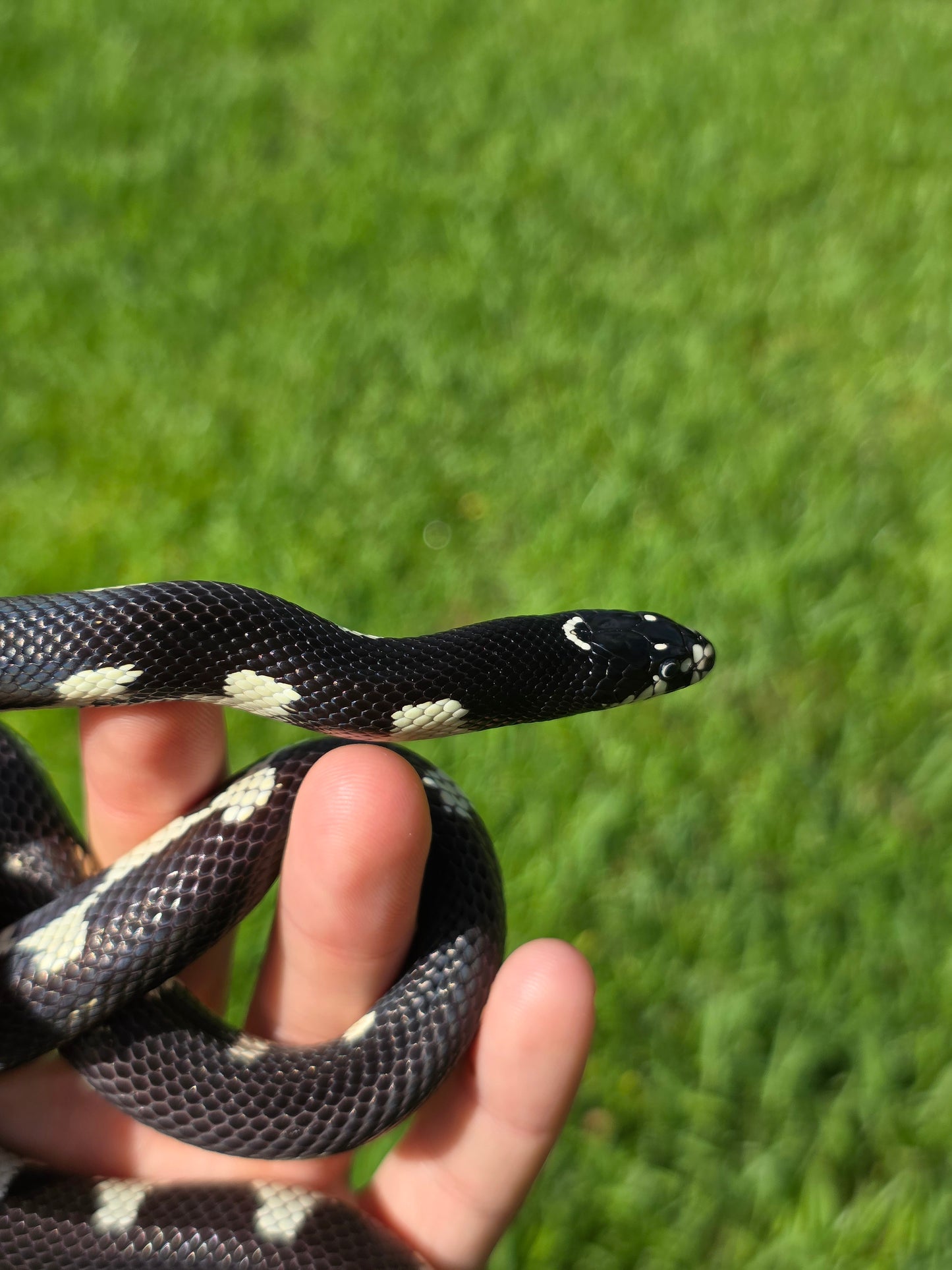 Smiley Face Mosaic California Kingsnake Male