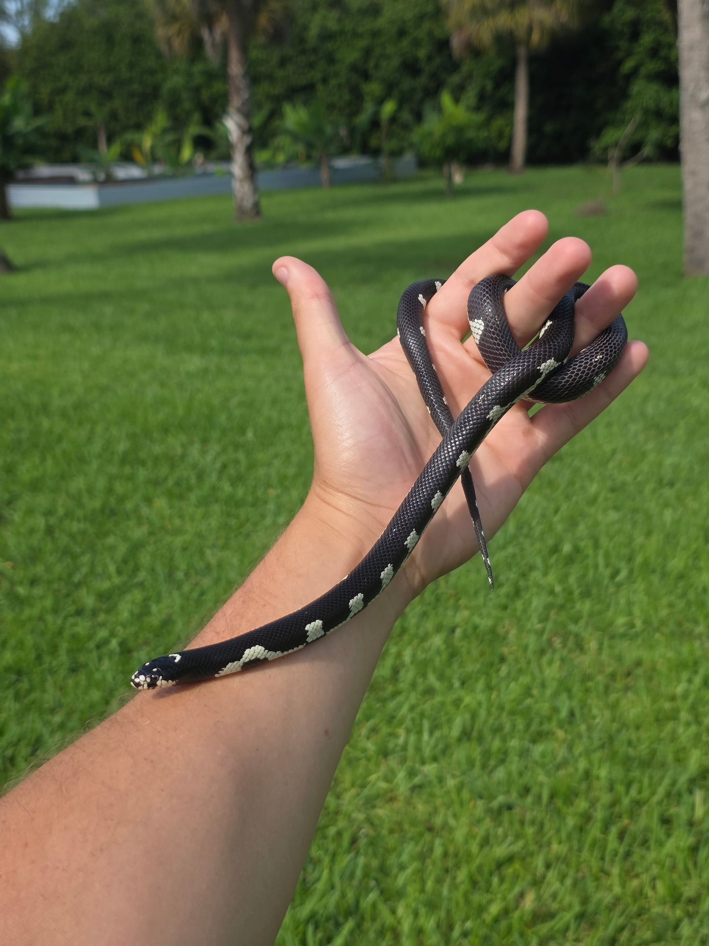 Smiley Face Mosaic California Kingsnake Male