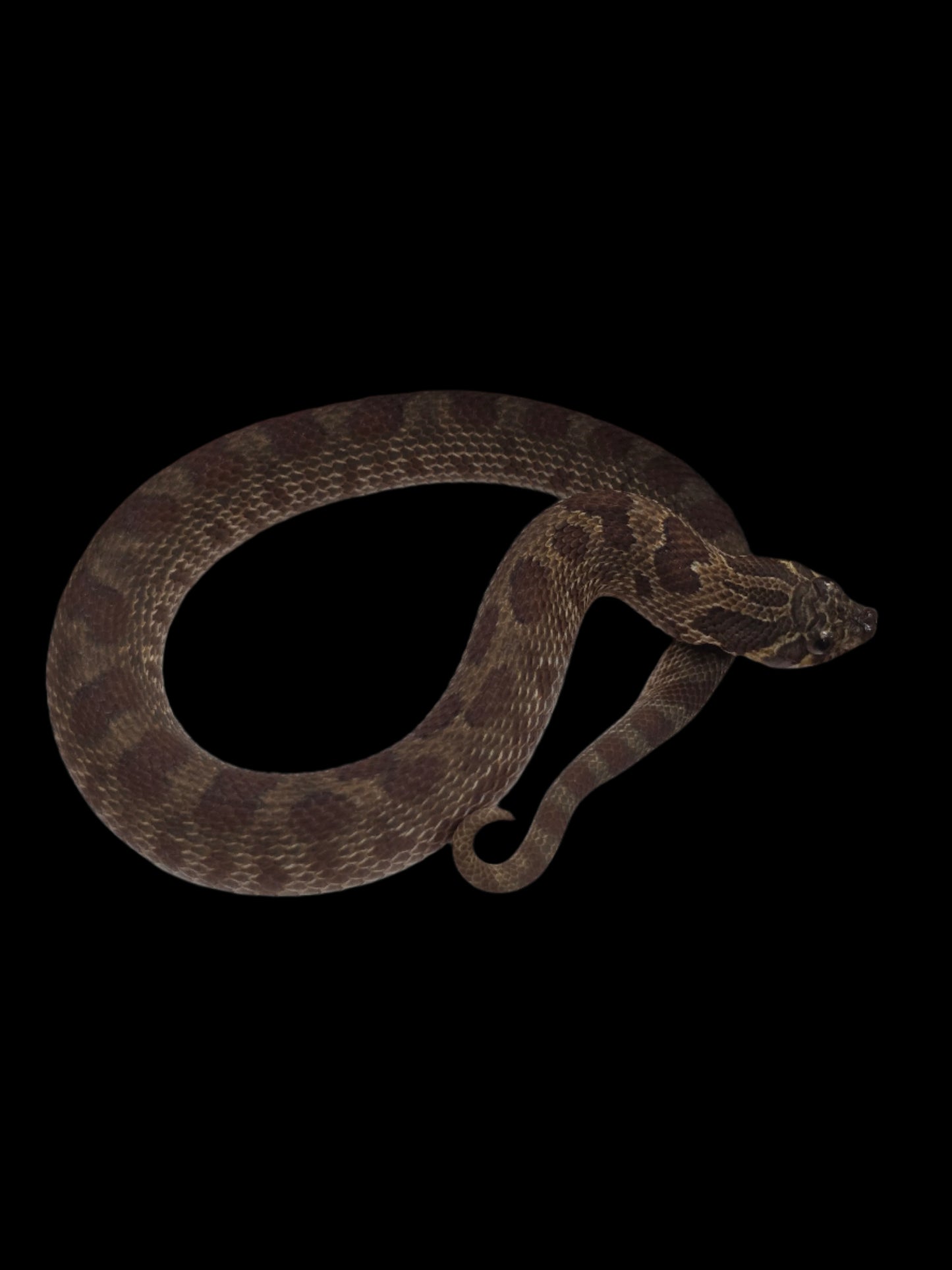 Burgundy/Olive Sable Het Albino Hognose Baby Male
