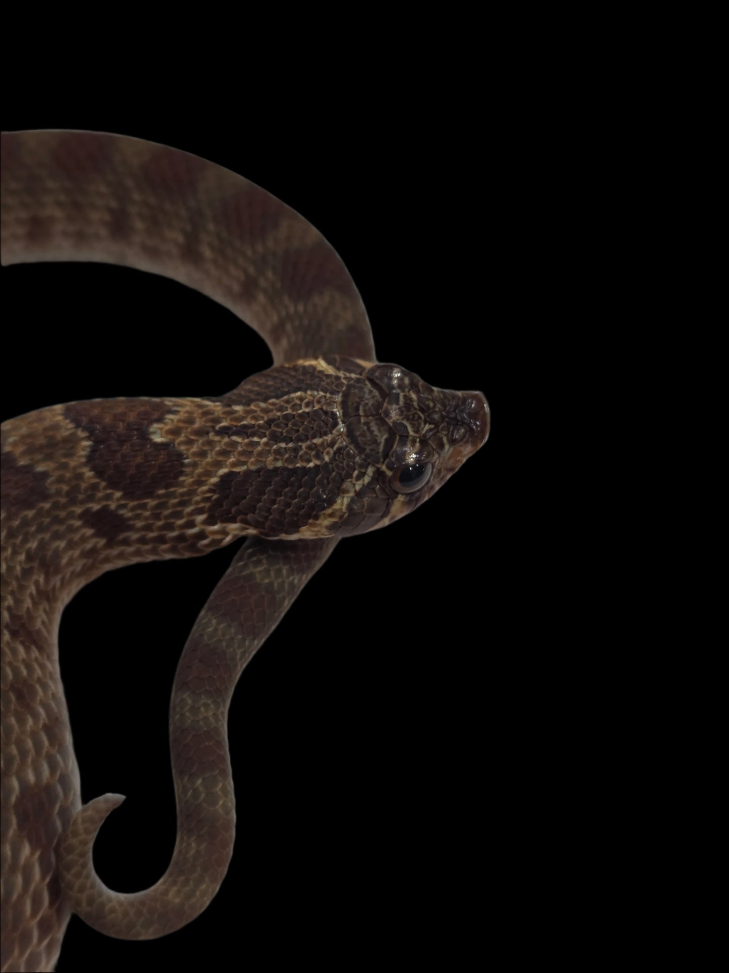 Burgundy/Olive Sable Het Albino Hognose Baby Male