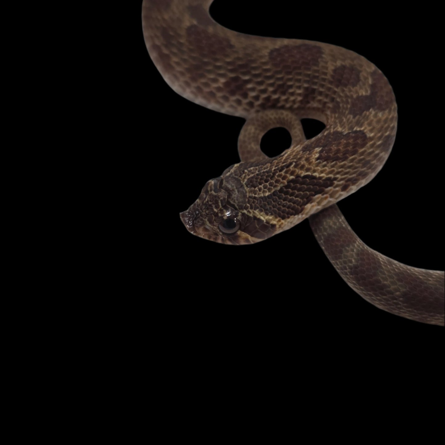 Burgundy/Olive Sable Het Albino Hognose Baby Male