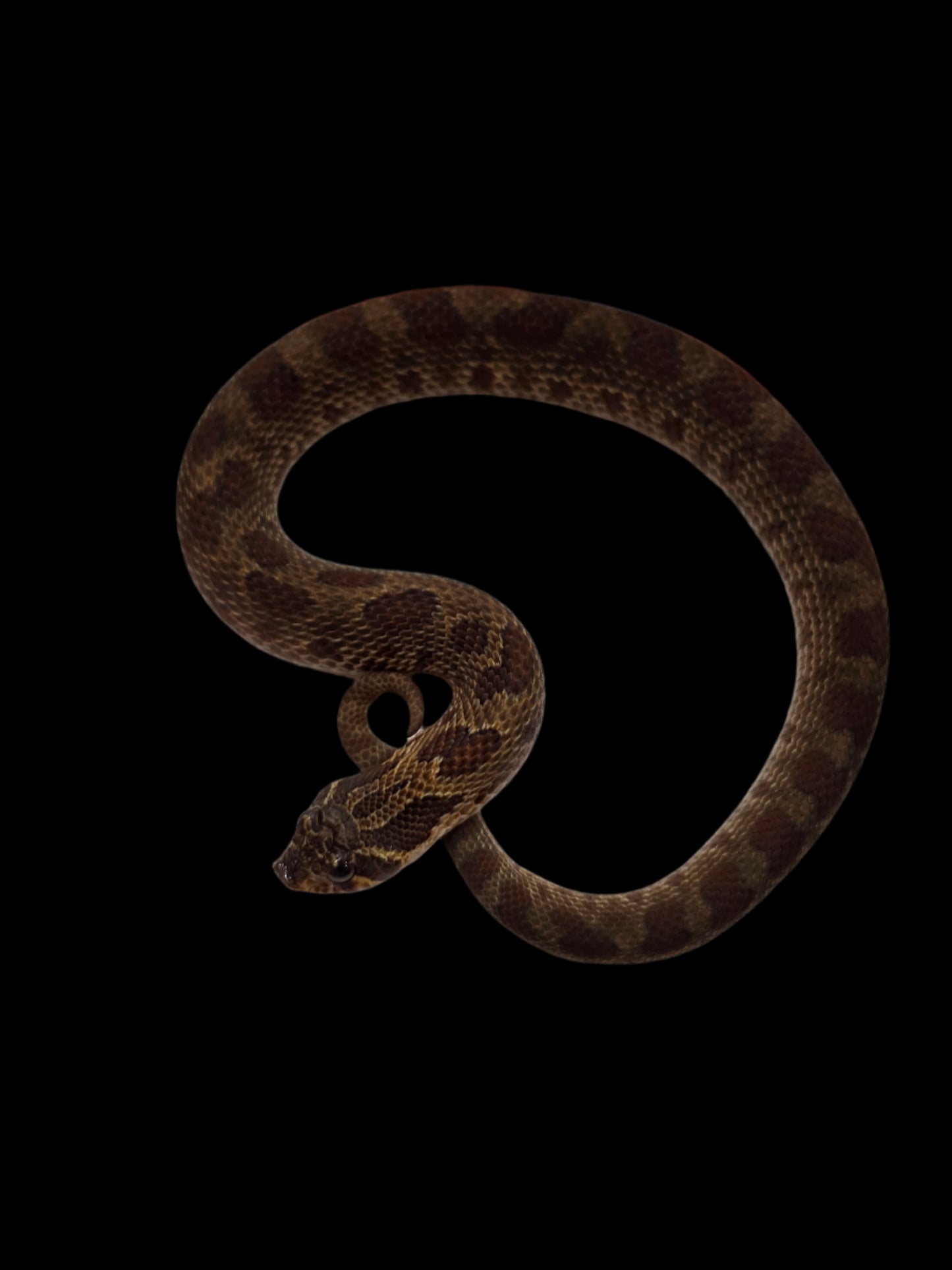 Burgundy/Olive Sable Het Albino Hognose Baby Male