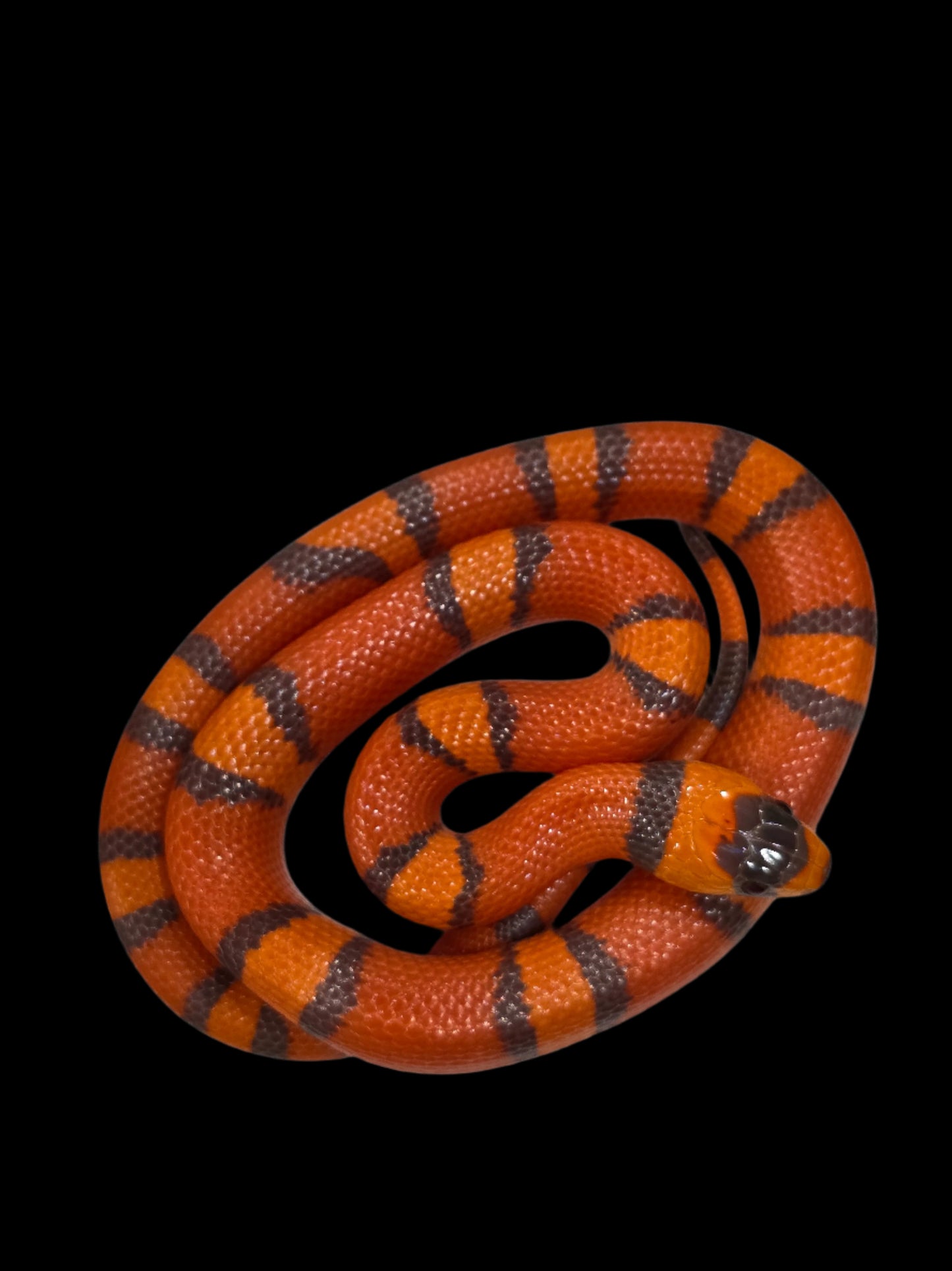 Hypo Tangerine Honduran Milk Snake