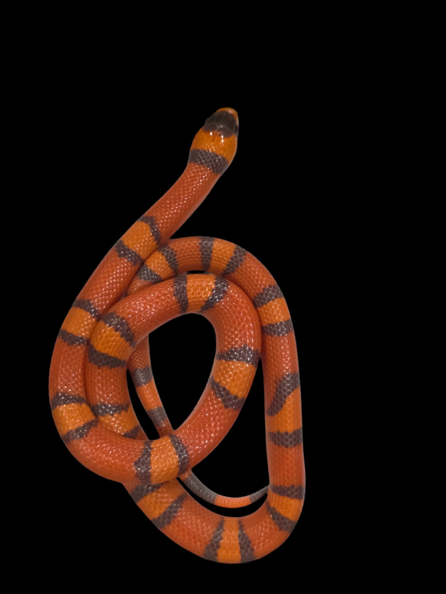 Hypo Tangerine Honduran Milk Snake