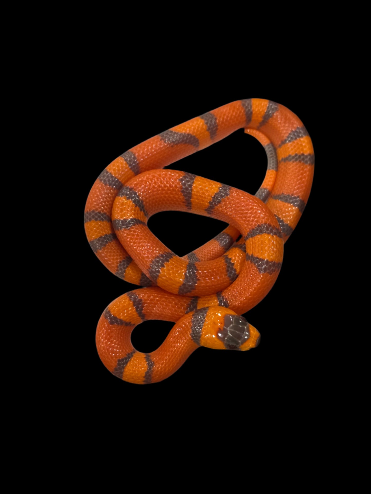 Hypo Tangerine Honduran Milk Snake