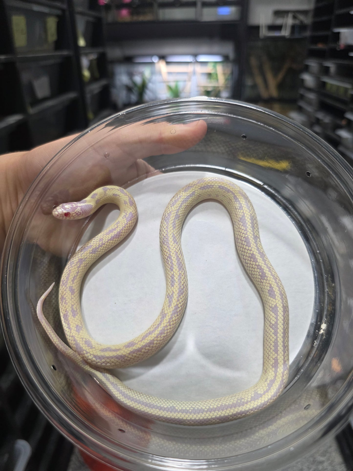 Banana Lavender California Kingsnake – 2023 Juvenile Female for Sale