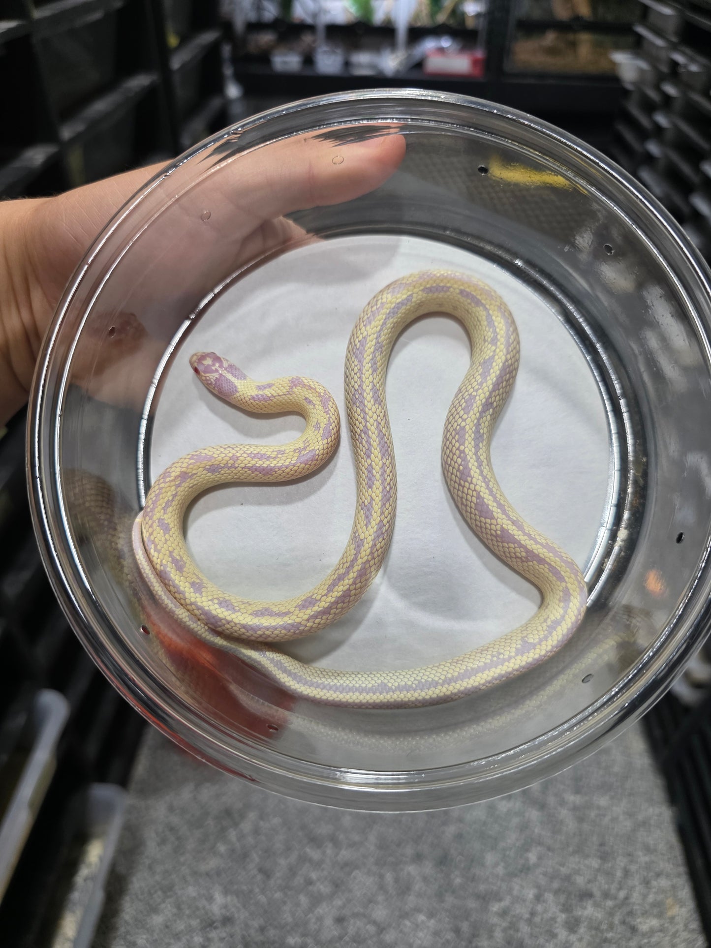 Banana Lavender California Kingsnake – 2023 Juvenile Female for Sale