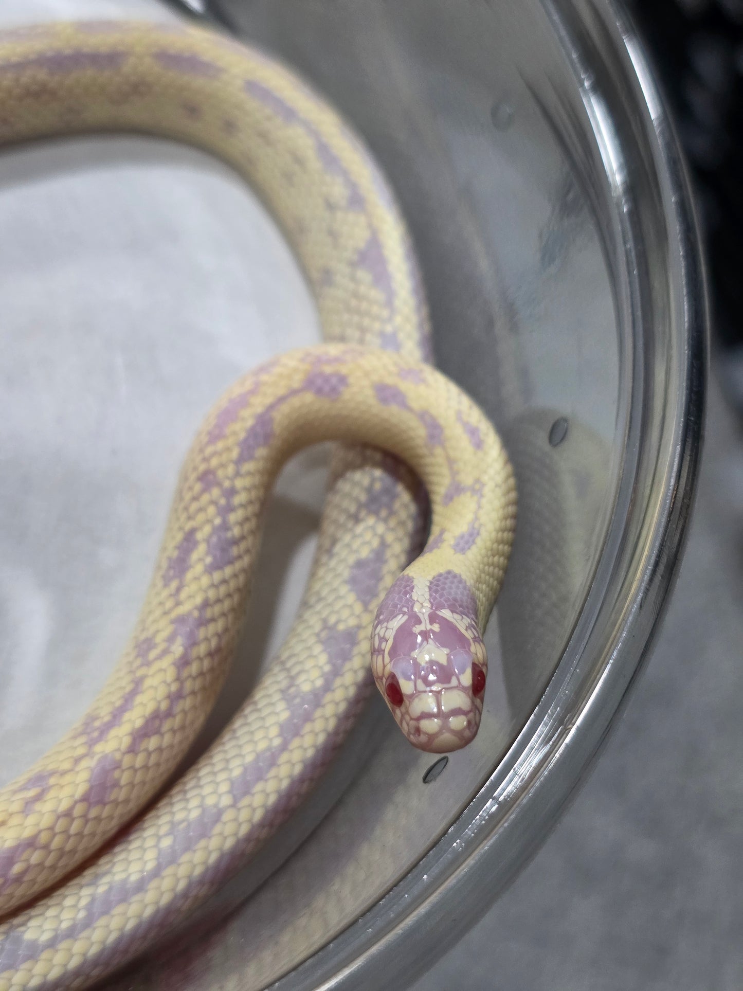 Banana Lavender California Kingsnake – 2023 Juvenile Female for Sale