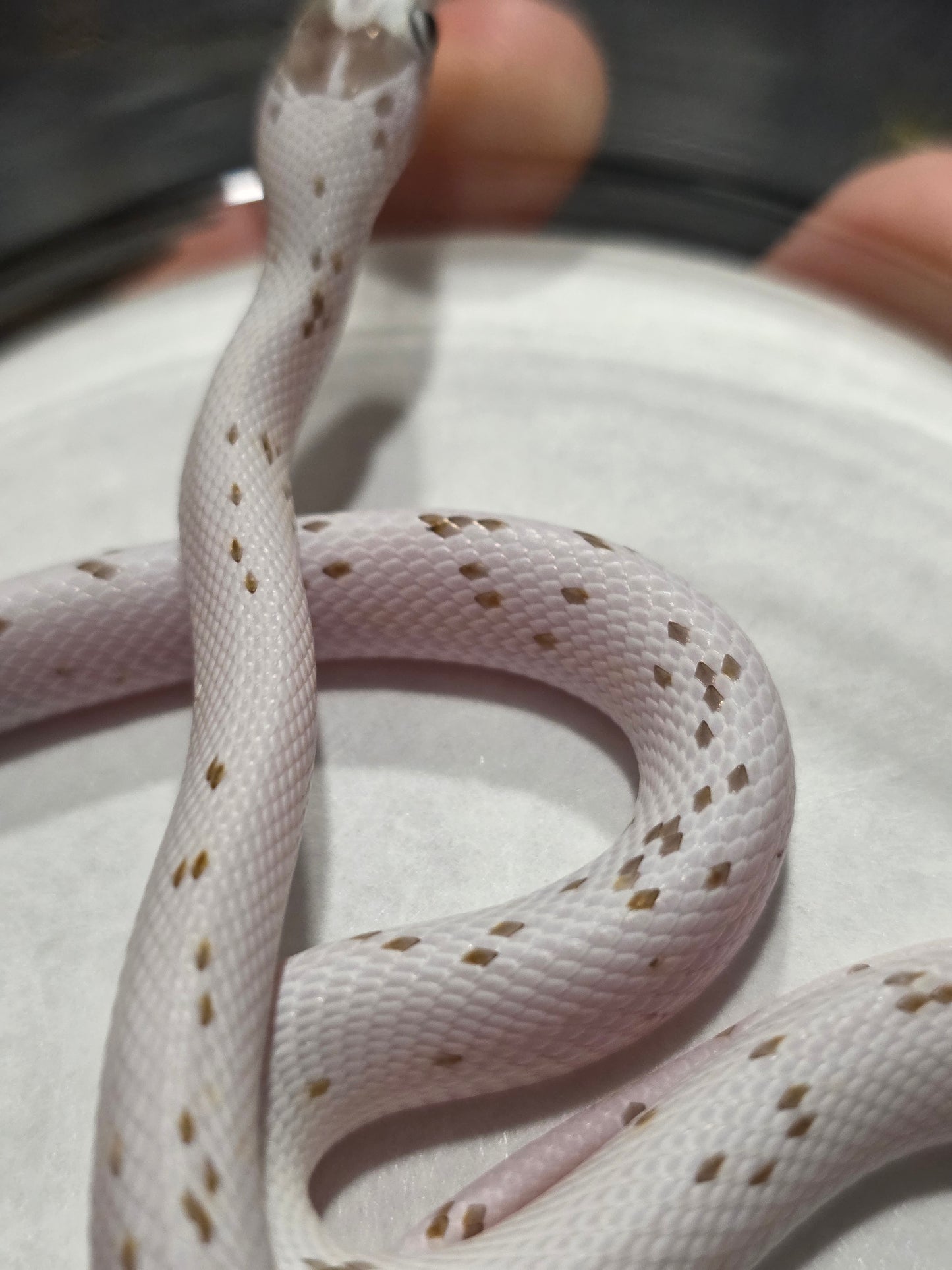 Caramel Palmetto corn snake baby female het anery for sale