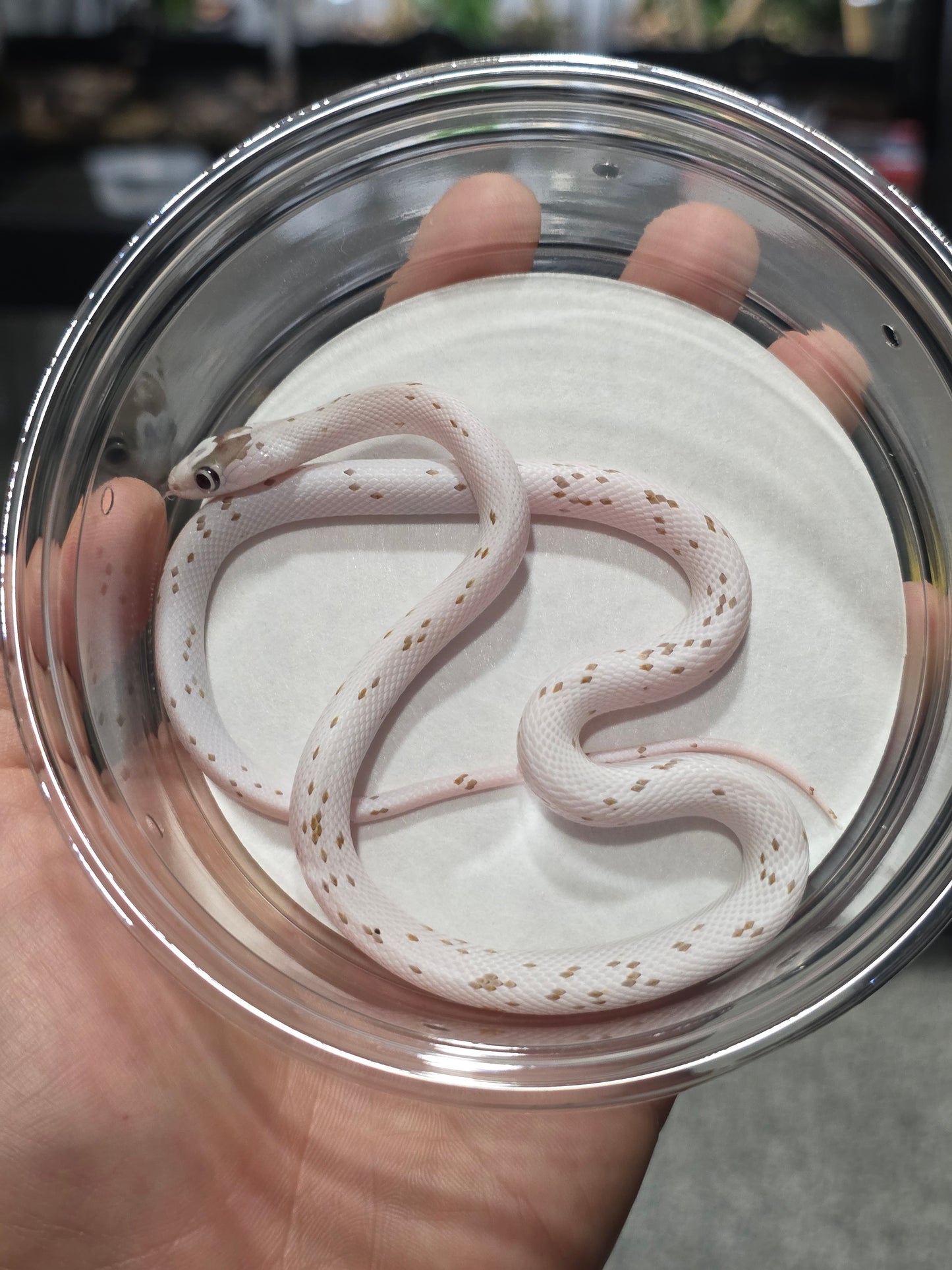 Caramel Palmetto corn snake baby female het anery for sale