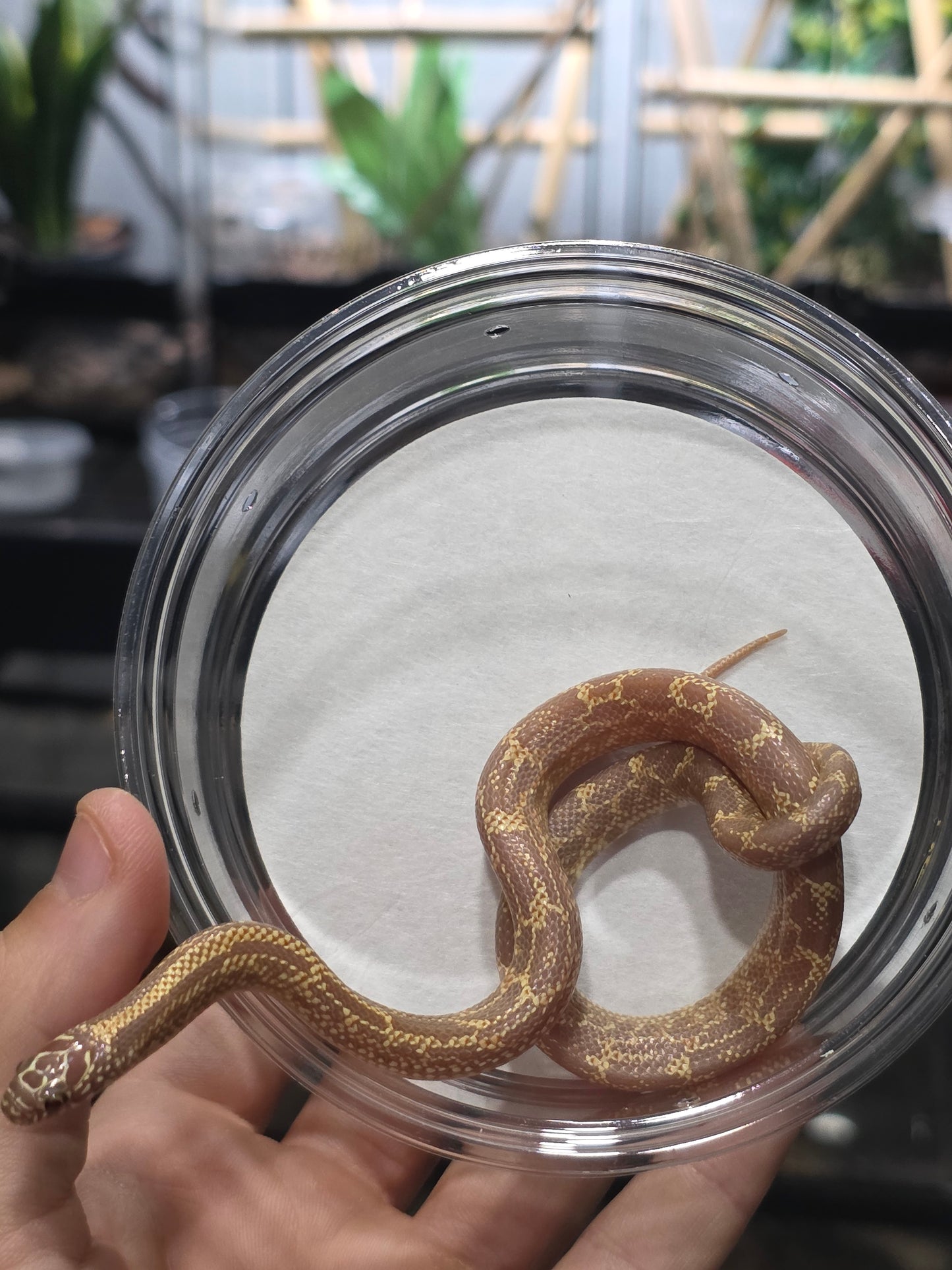 Amel Mosaic FL Kingsnake – Baby Male for Sale
