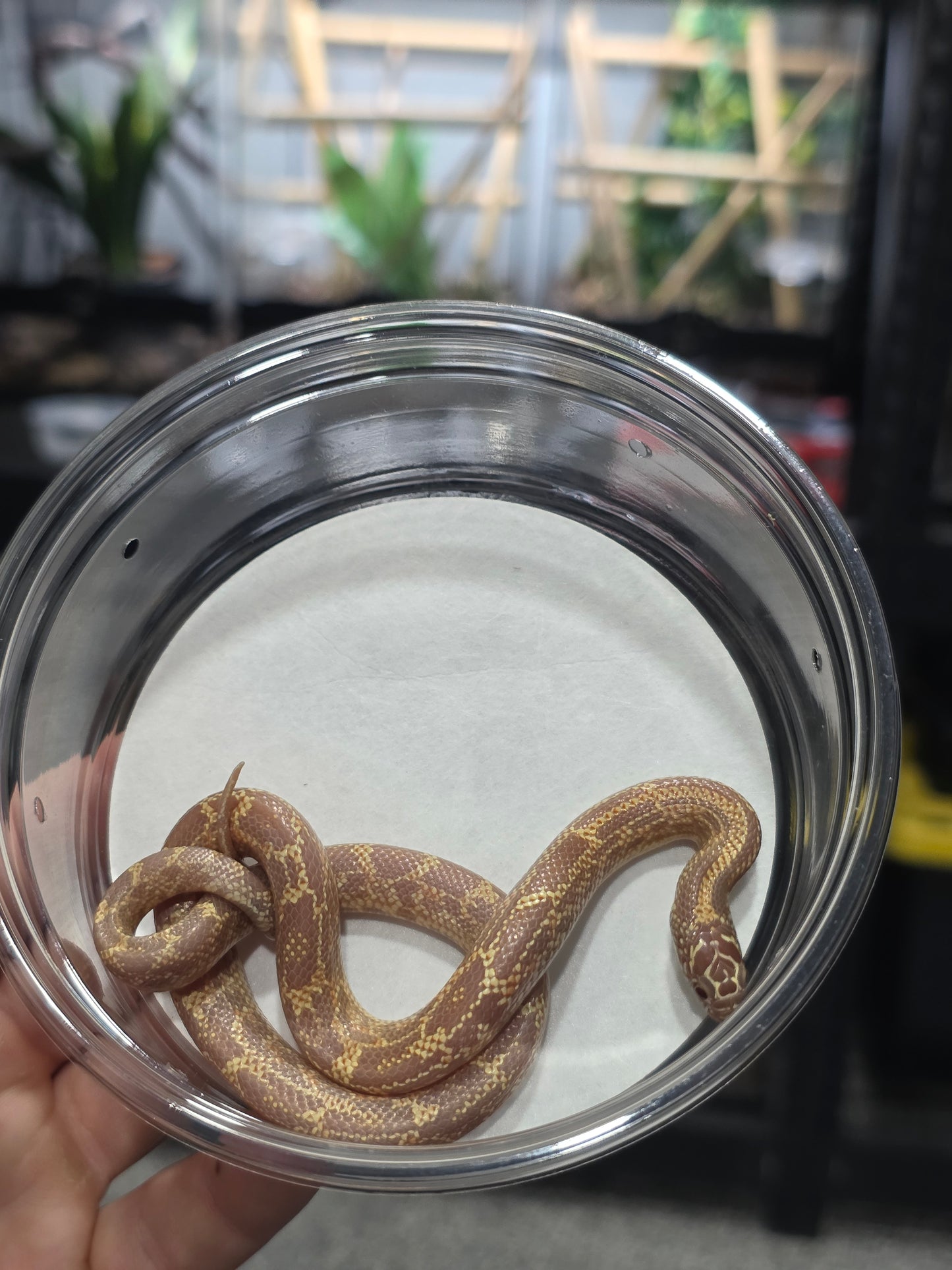 Amel Mosaic FL Kingsnake – Baby Male for Sale