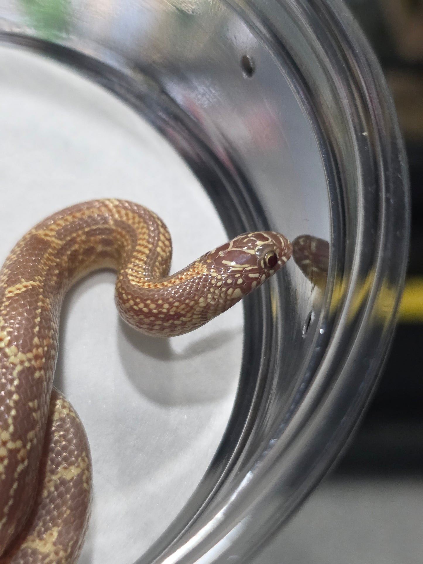 Amel Mosaic FL Kingsnake – Baby Male for Sale