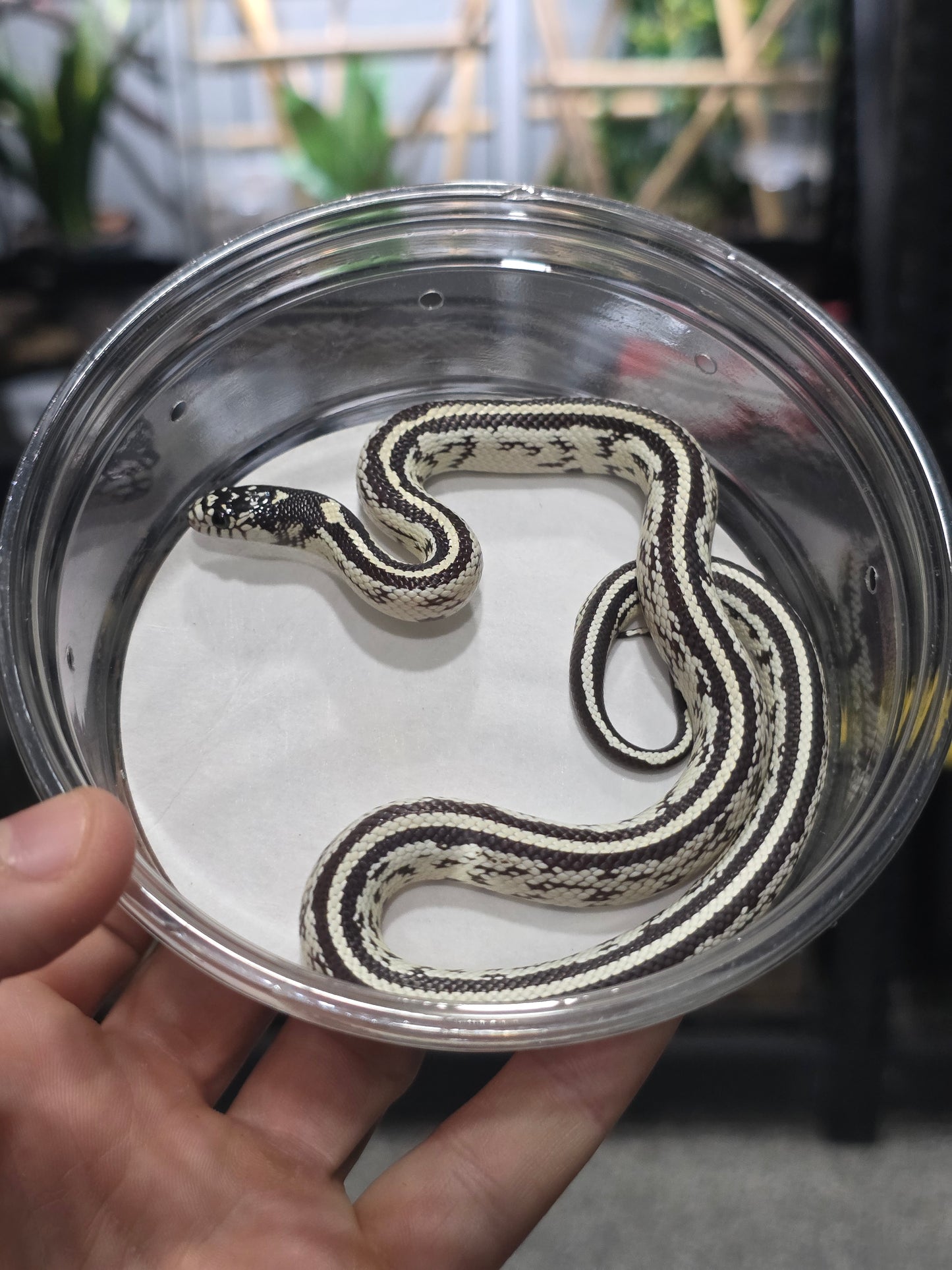 High White Double Stripe California Kingsnake - Baby Female for Sale