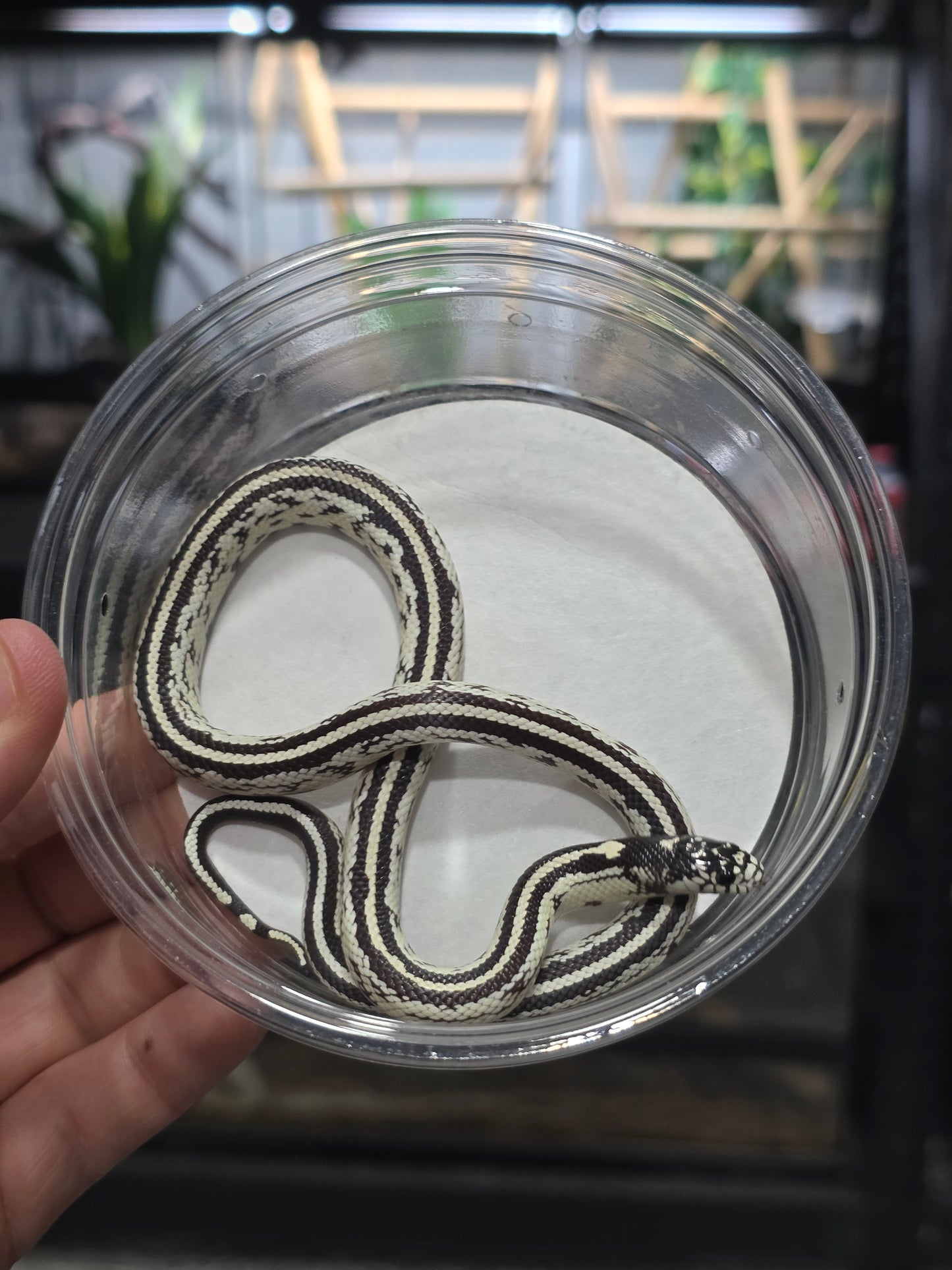 High White Double Stripe California Kingsnake - Baby Female for Sale