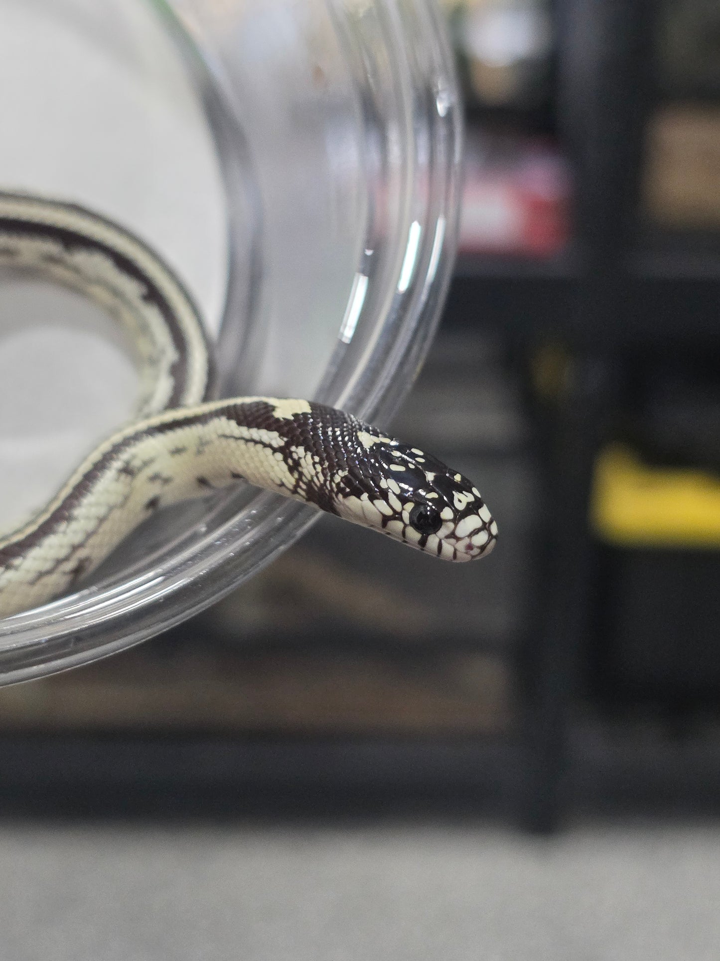 High White Double Stripe California Kingsnake - Baby Female for Sale