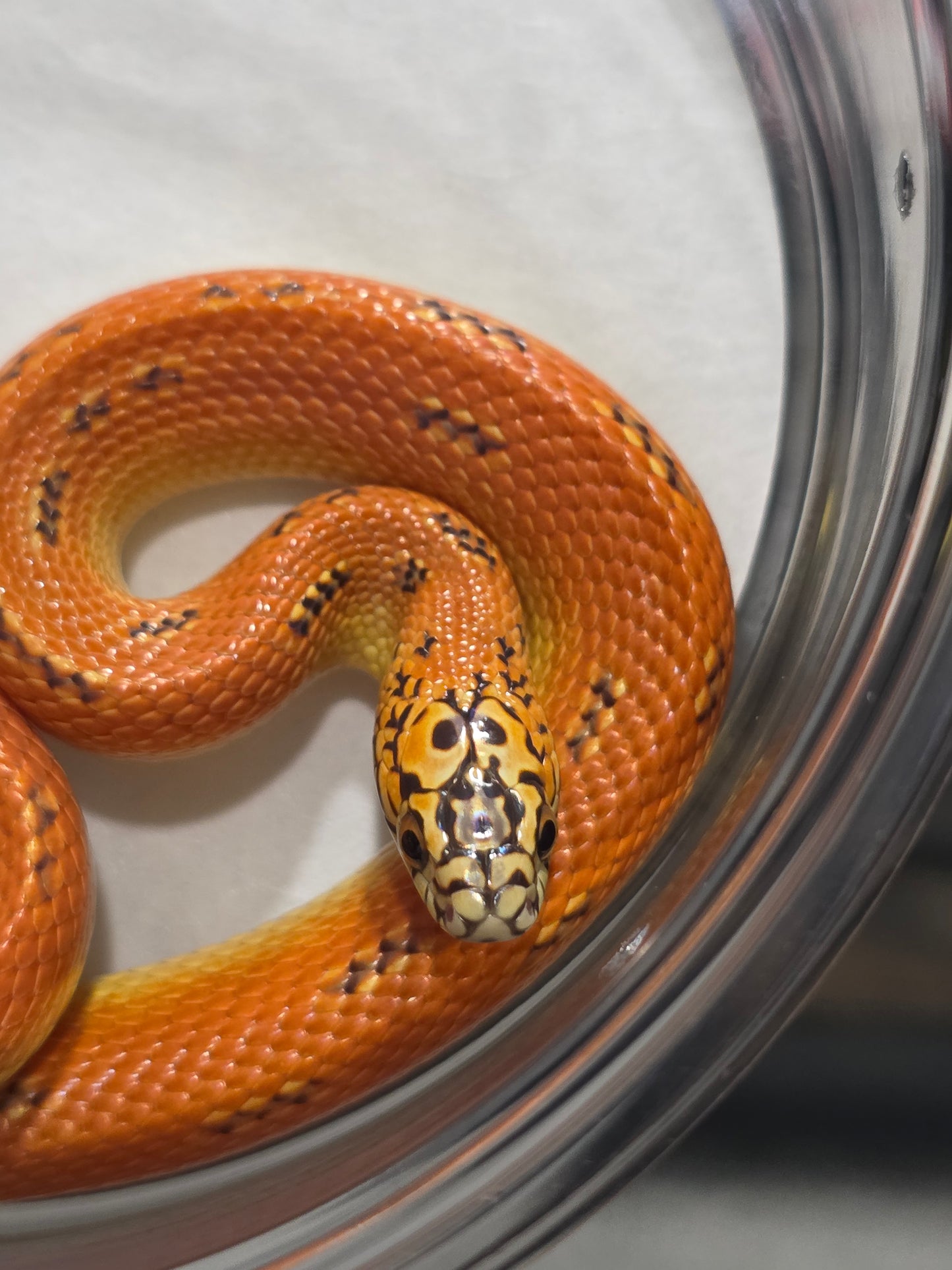 Ultra Hypo Mosaic FL King Reduced Pattern Male for Sale
