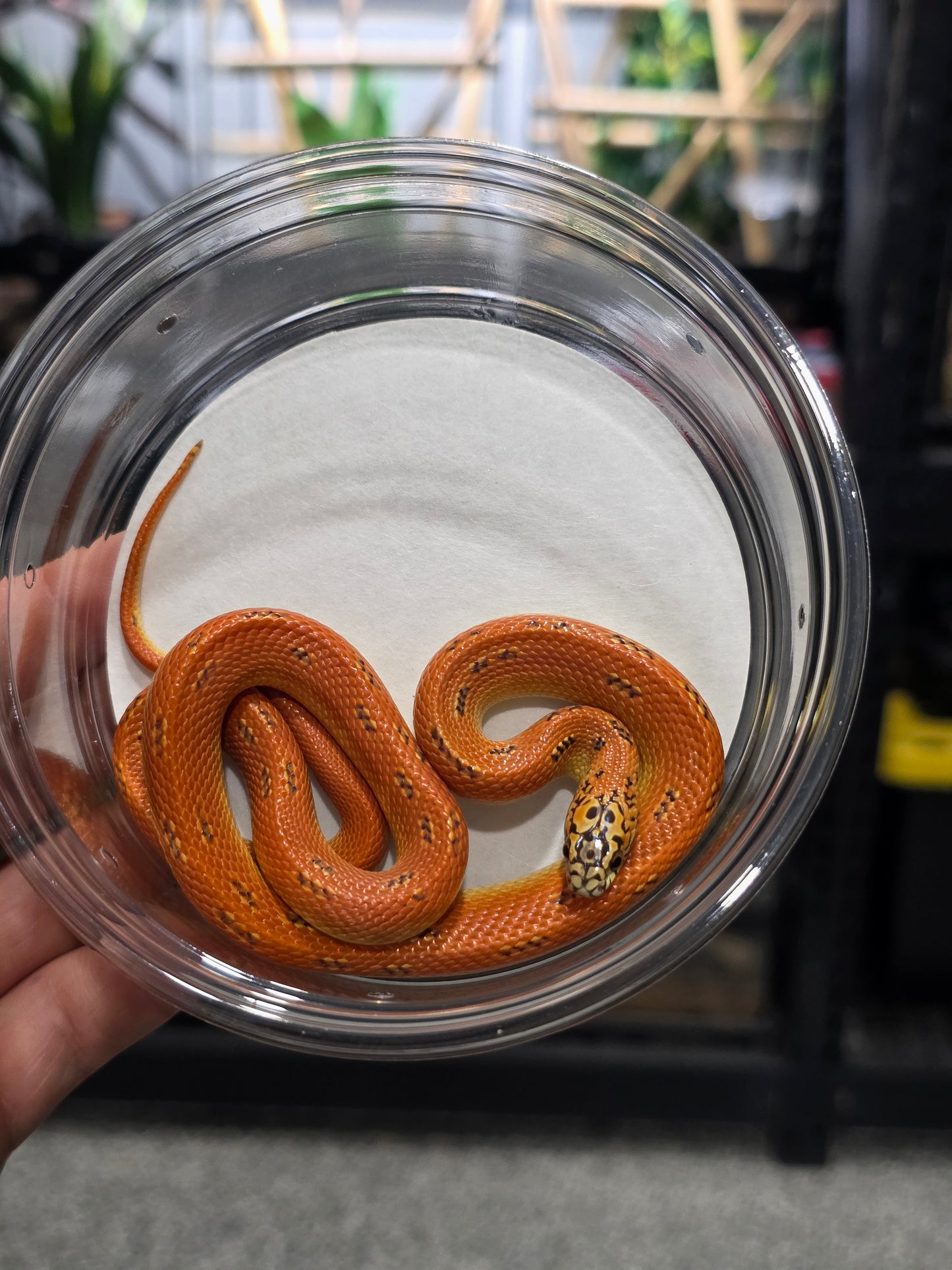 Ultra Hypo Mosaic FL King Reduced Pattern Male for Sale