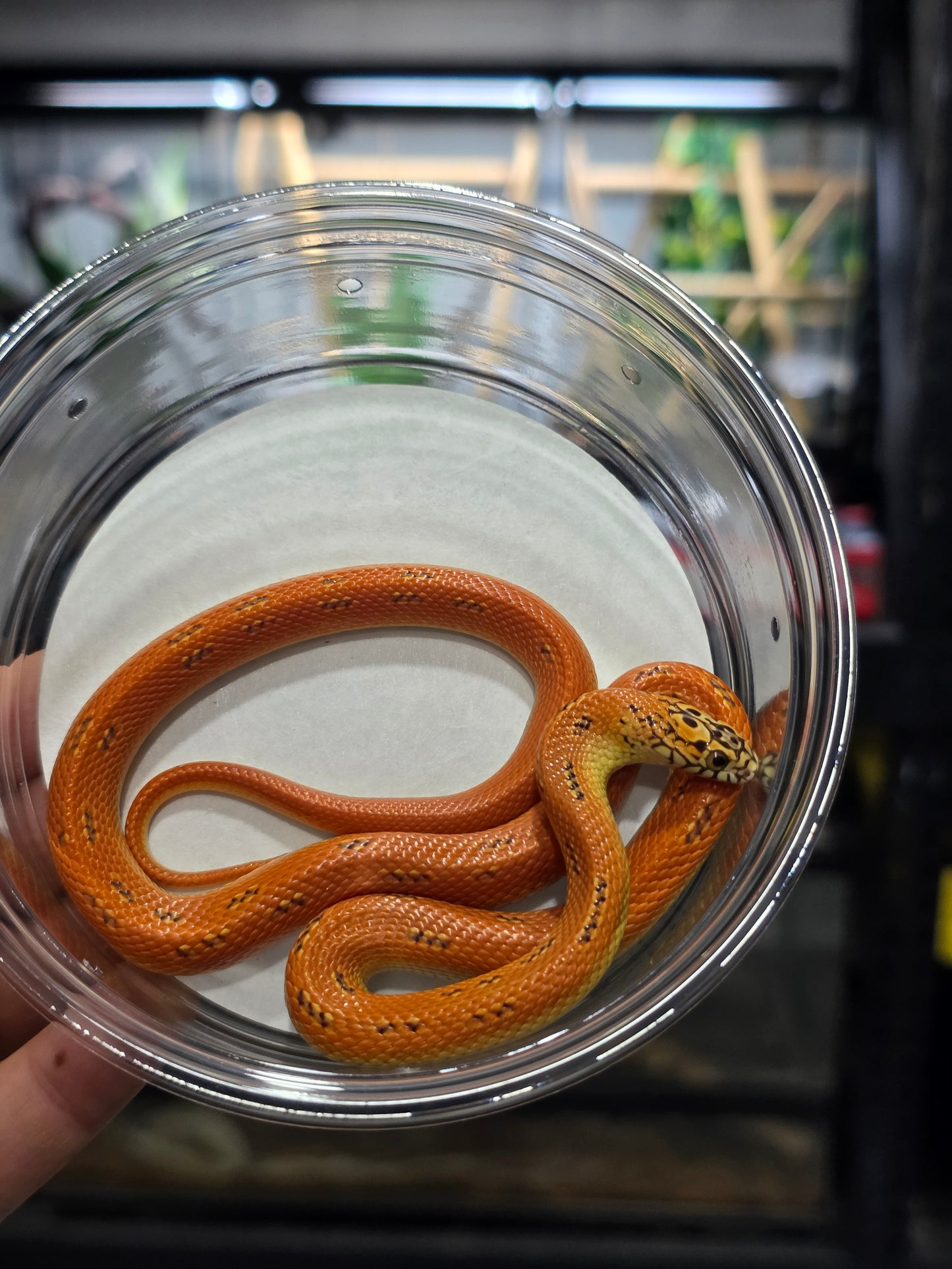 Ultra Hypo Mosaic FL King Reduced Pattern Male for Sale