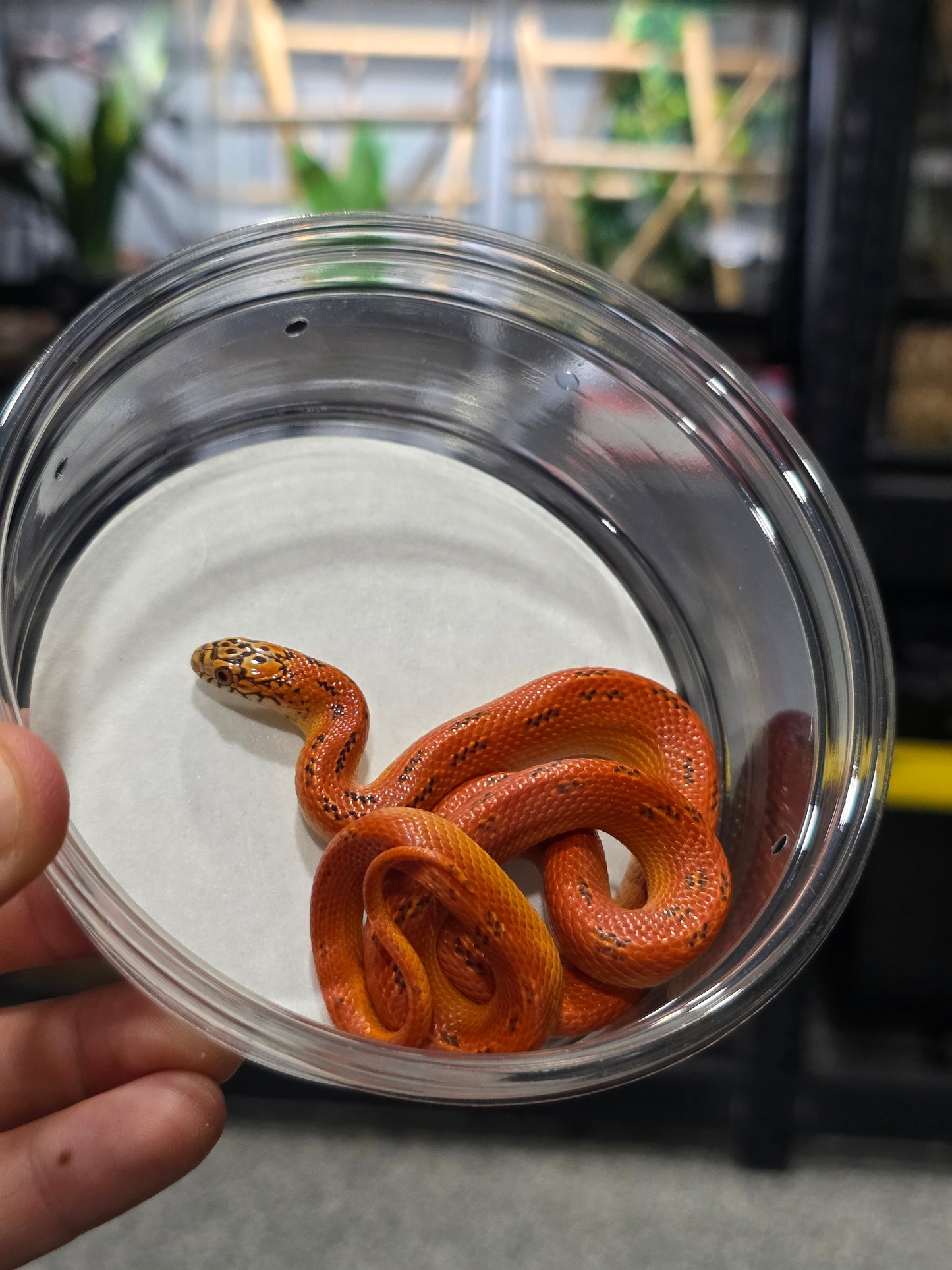 Ultra Hypo Mosaic FL King Reduced Pattern Female for Sale