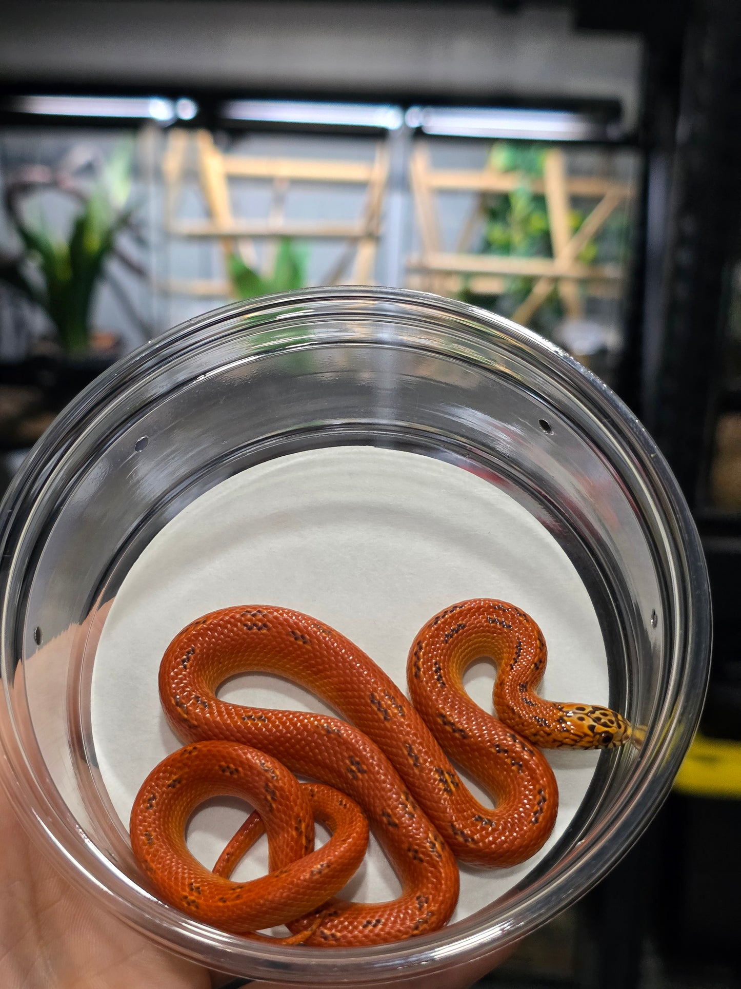Ultra Hypo Mosaic FL King Reduced Pattern Female for Sale