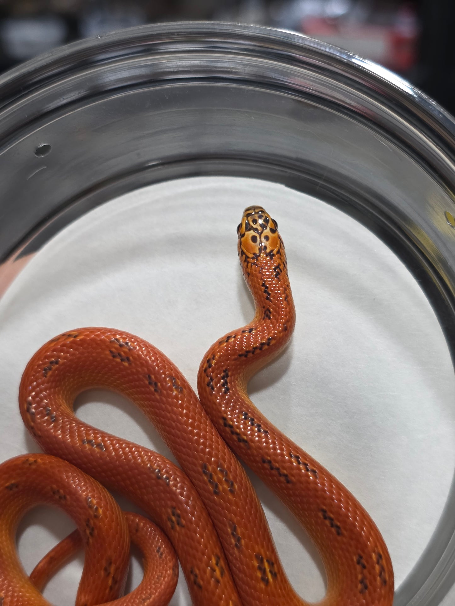 Ultra Hypo Mosaic FL King Reduced Pattern Female for Sale