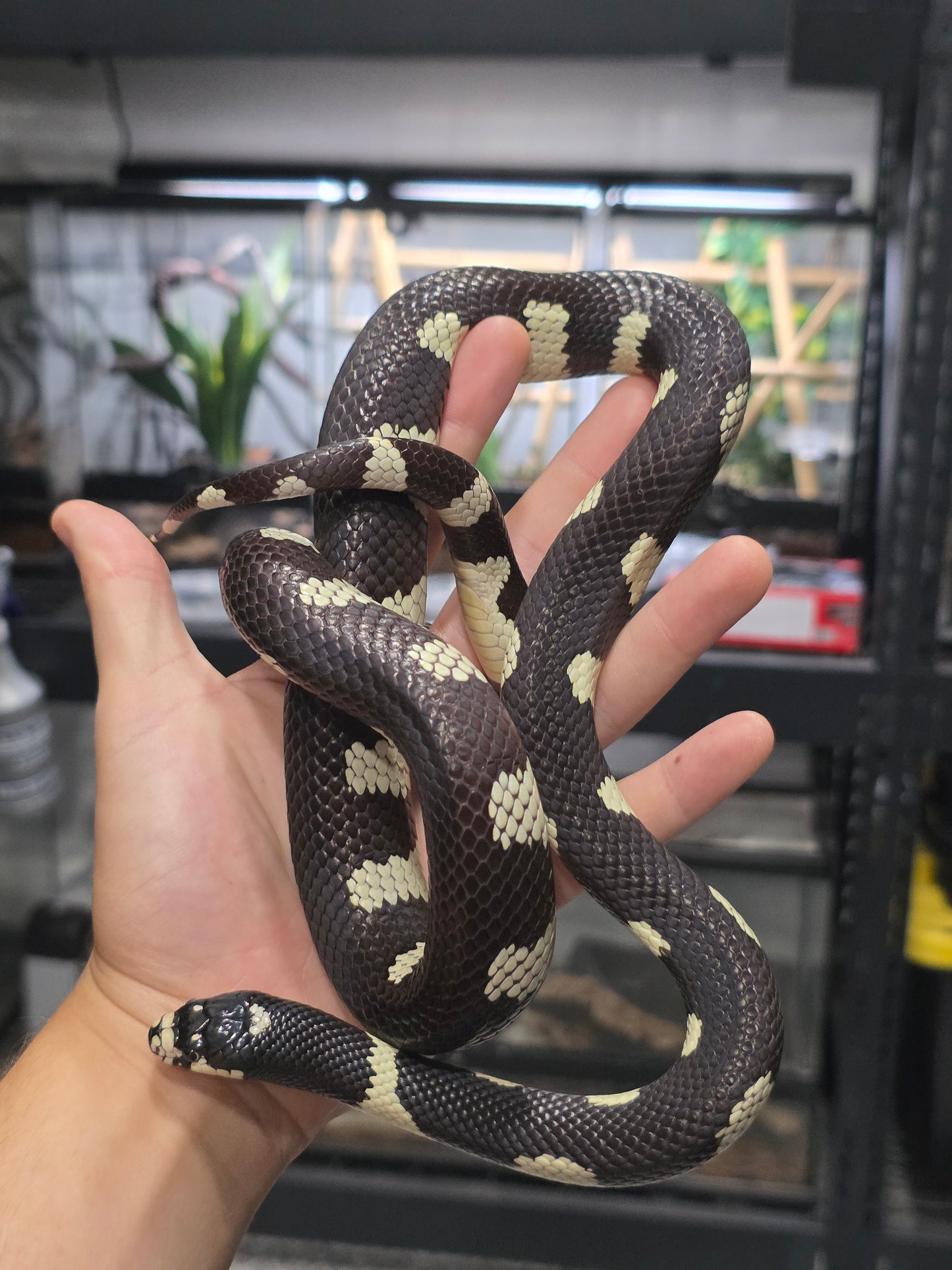 Mosaic California Kingsnake adult male for sale