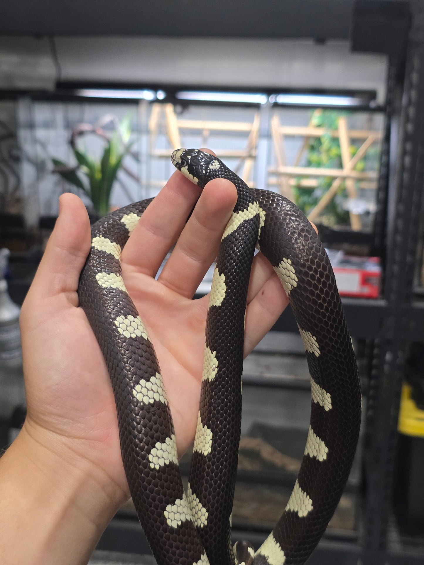 Mosaic California Kingsnake adult male for sale