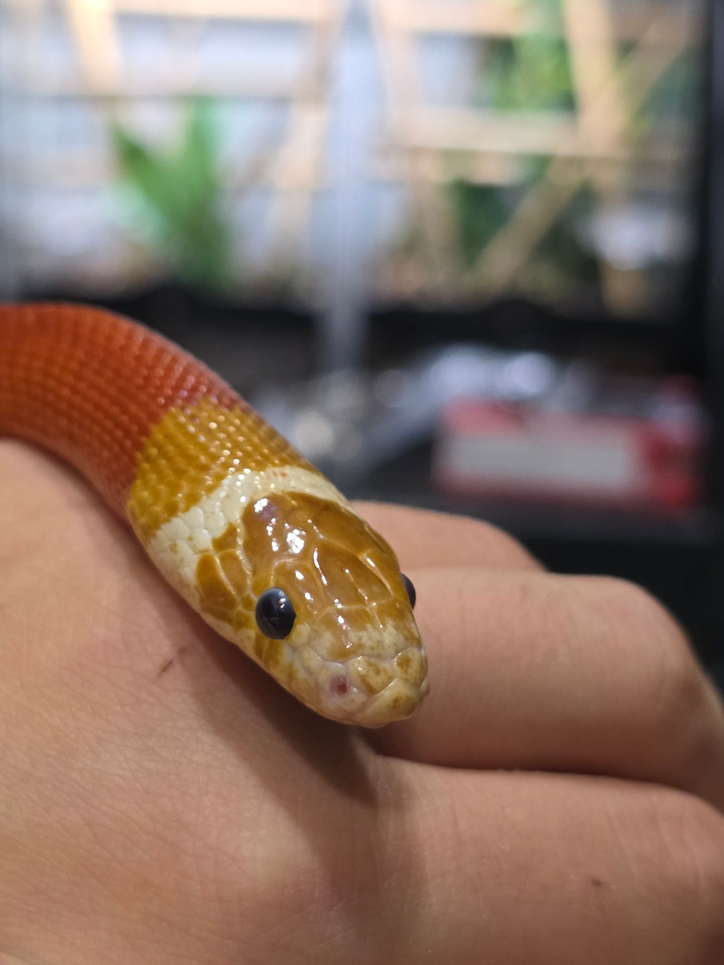 MASSIVE Golden T+ Albino Pos Het Splotch Male adult Male for sale