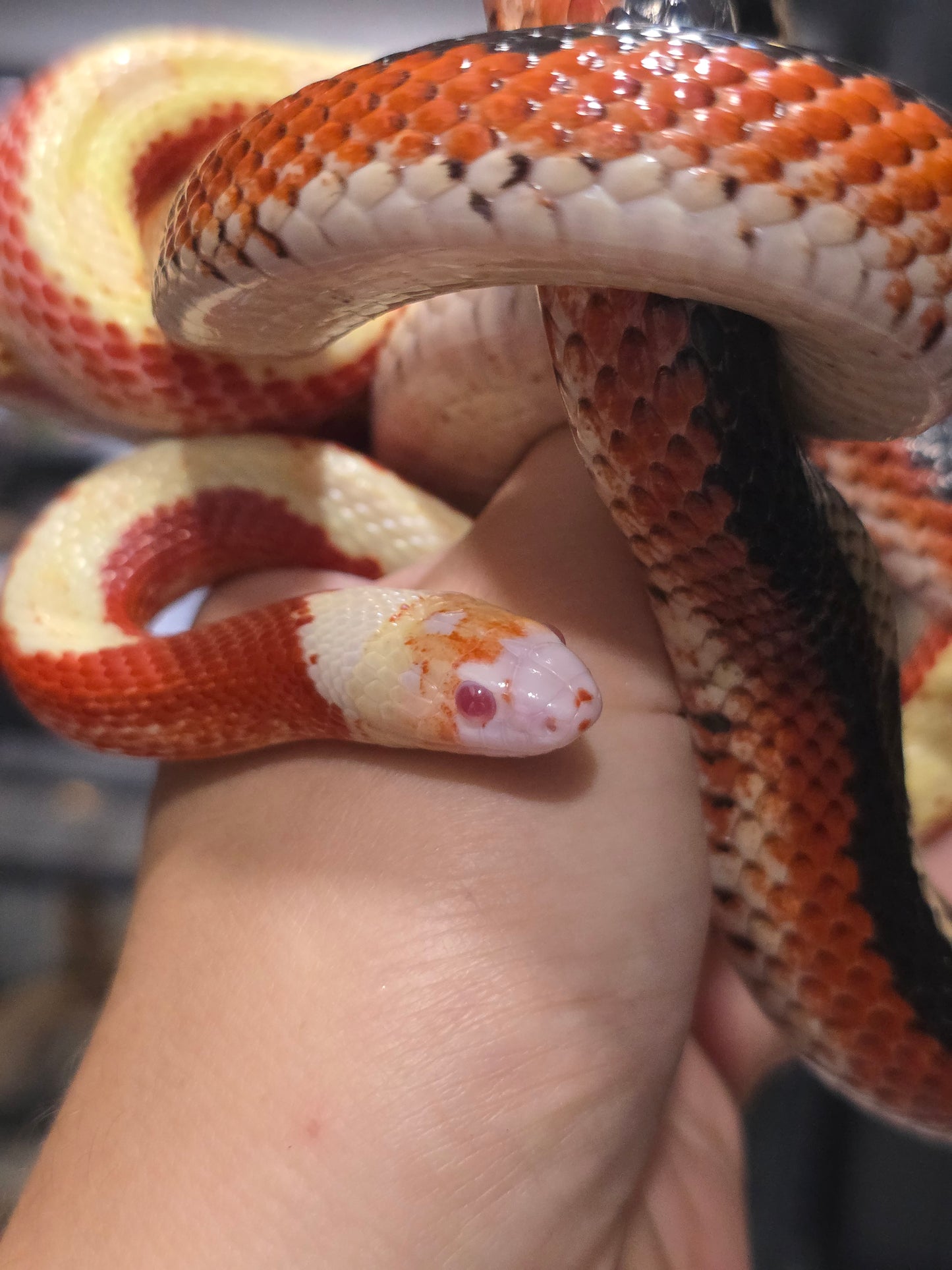 Proven Splotch Nelson’s Milk Snake adult breeding pair for sale