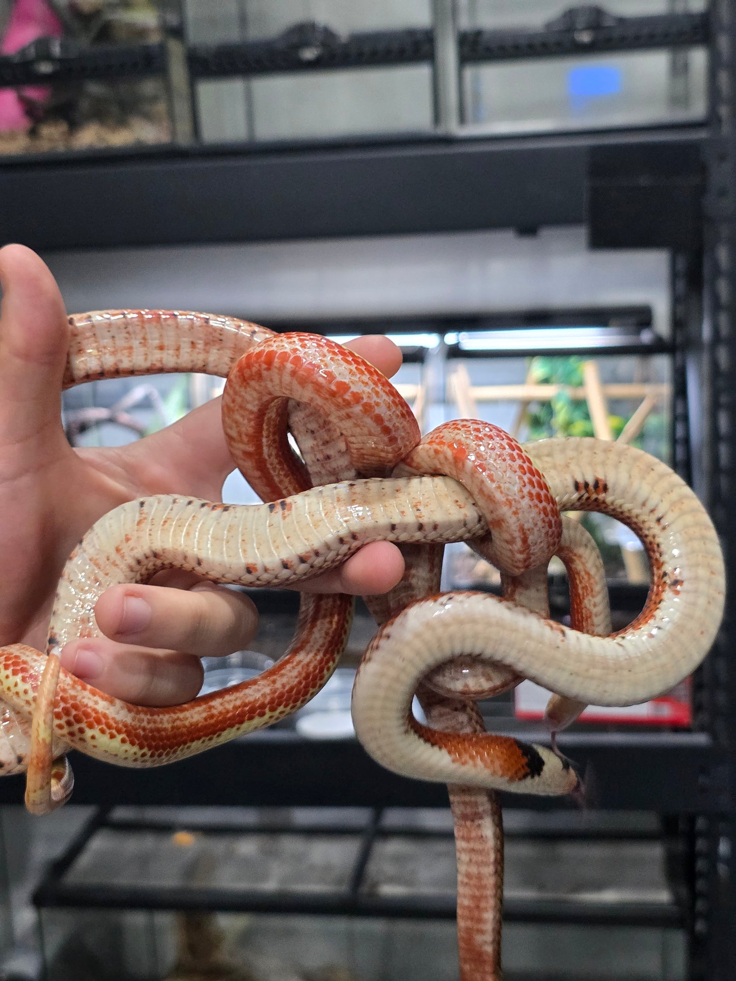 Proven Splotch Nelson’s Milk Snake adult breeding pair for sale