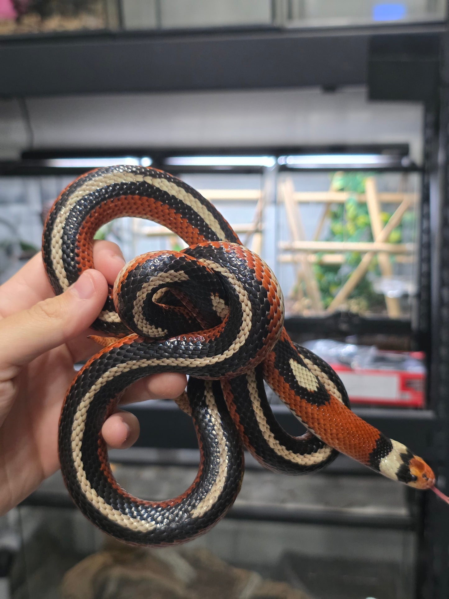 Proven Splotch Nelson’s Milk Snake adult breeding pair for sale