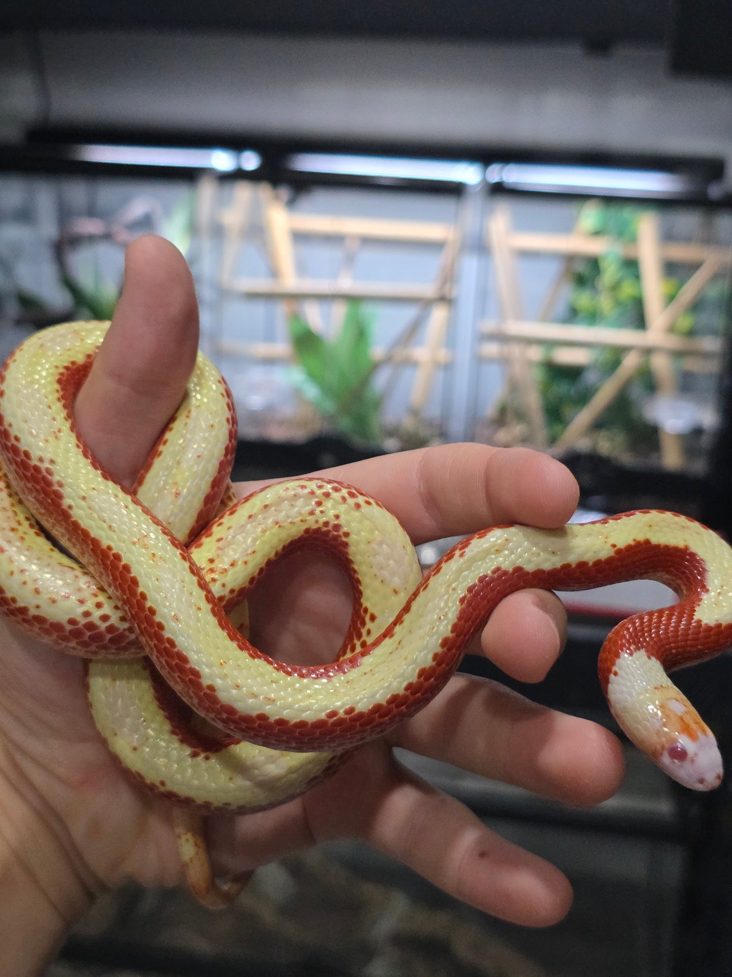 Proven Splotch Nelson’s Milk Snake adult breeding pair for sale